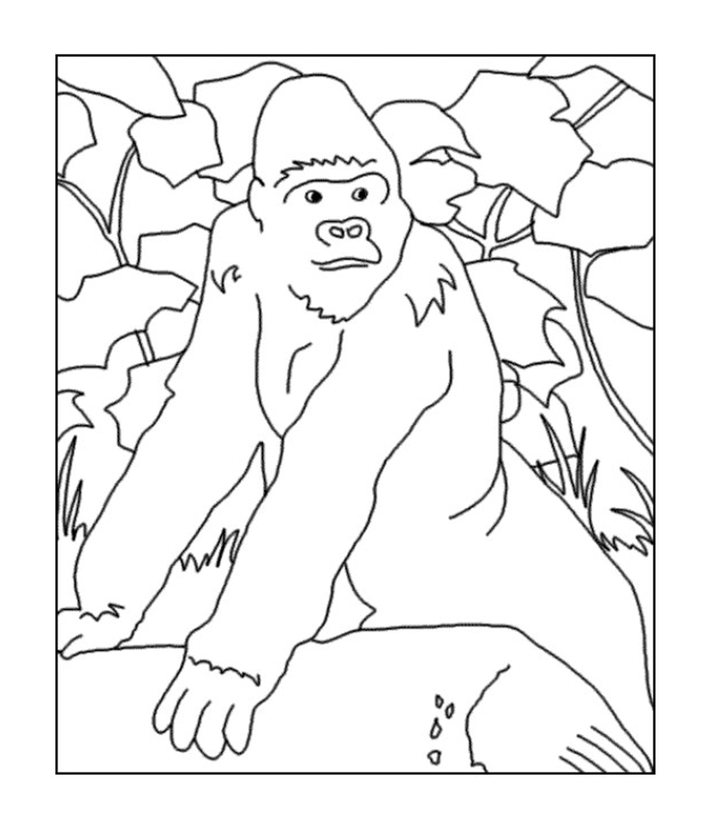 coloriage coloriage d un gorille