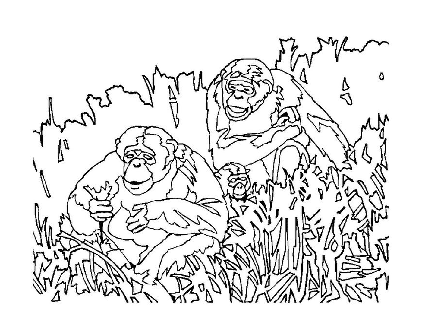 coloriage trois singes dans la jungle
