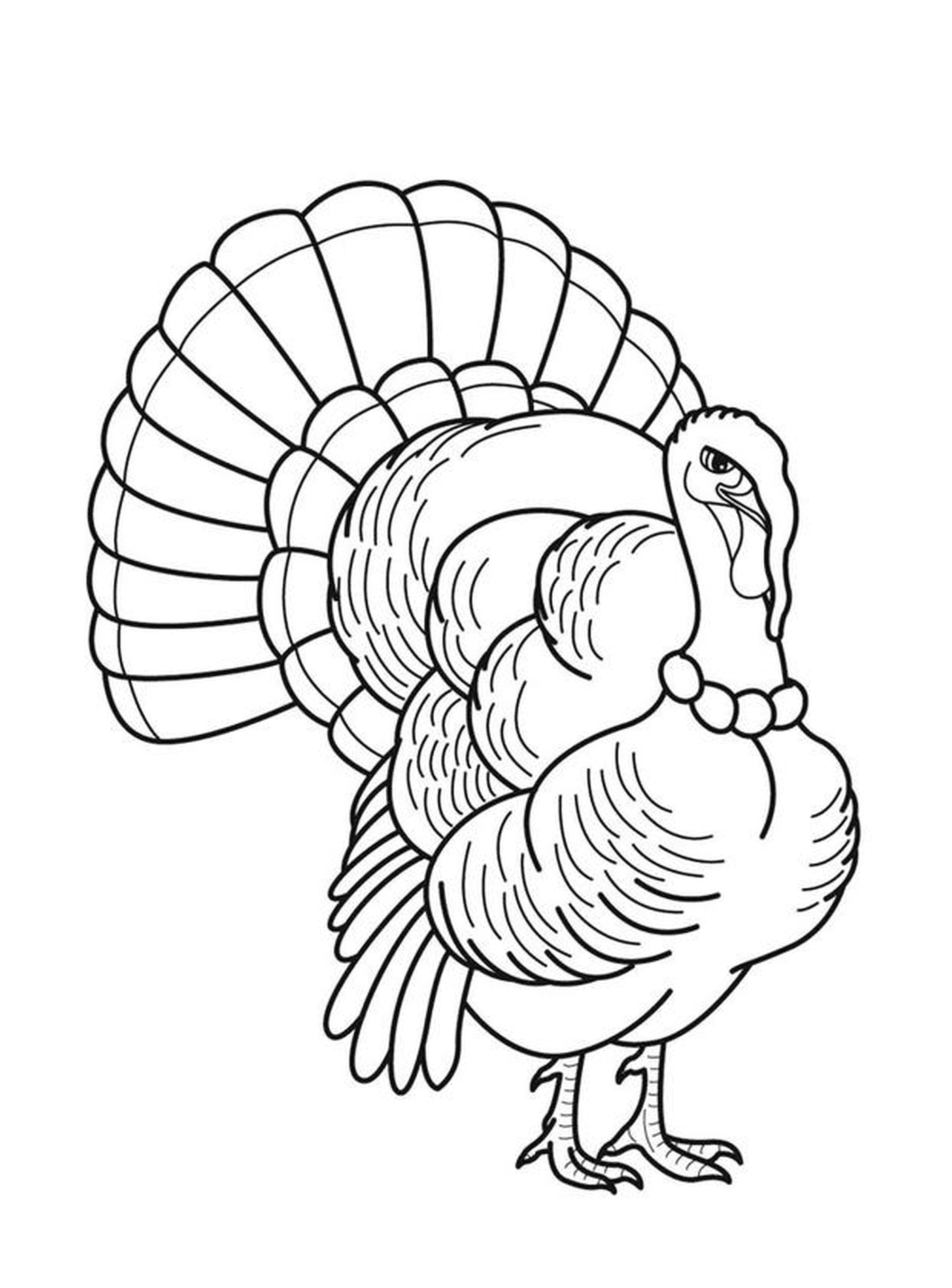 coloriage dinde Thanksgiving