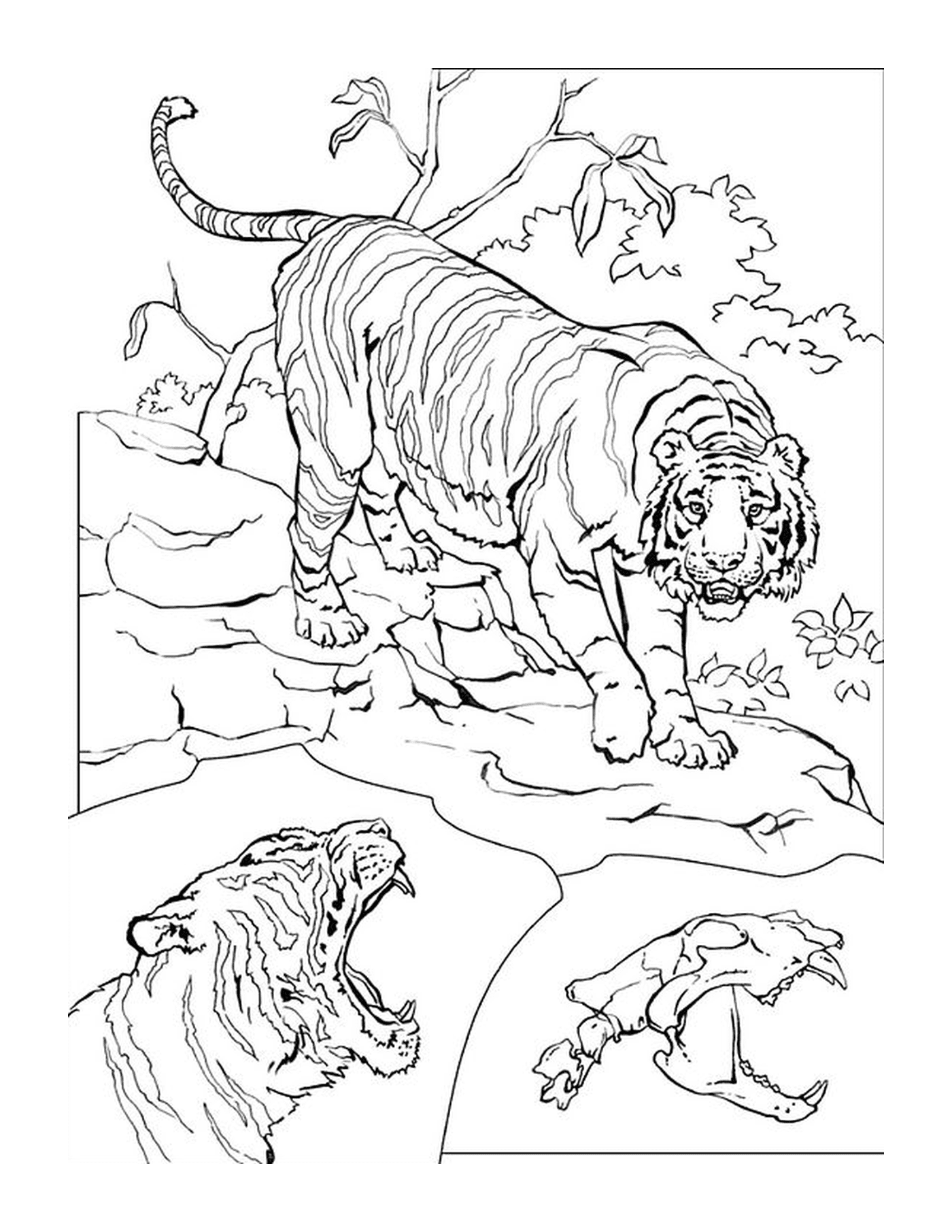 coloriage le tigre