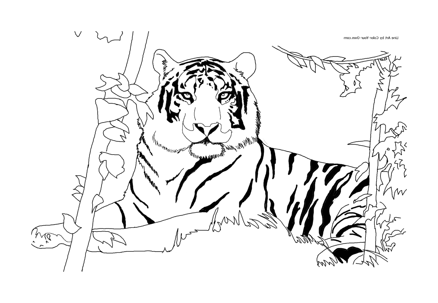 coloriage tigre afrique dans son habitat naturel