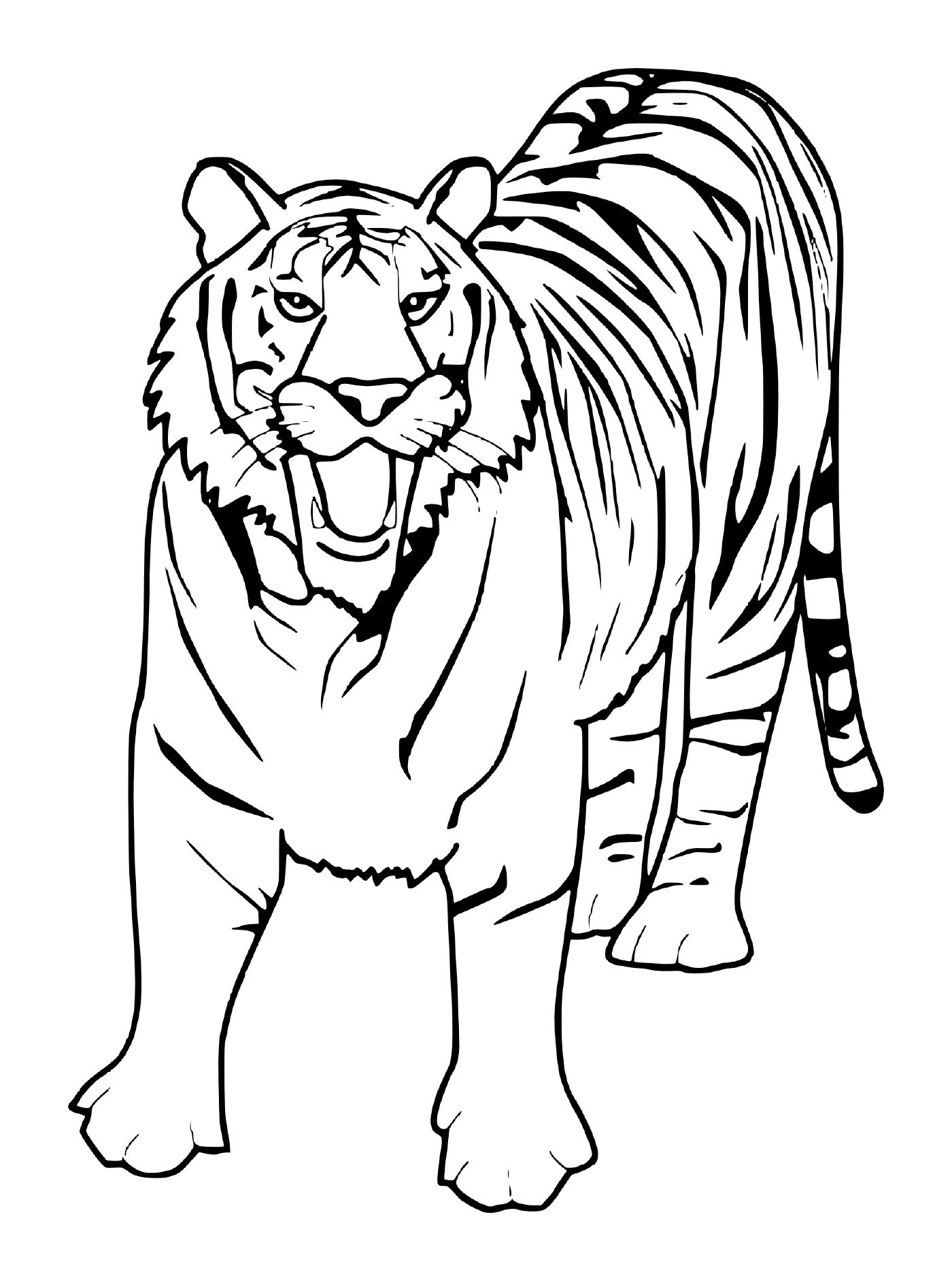 coloriage tigre blanc