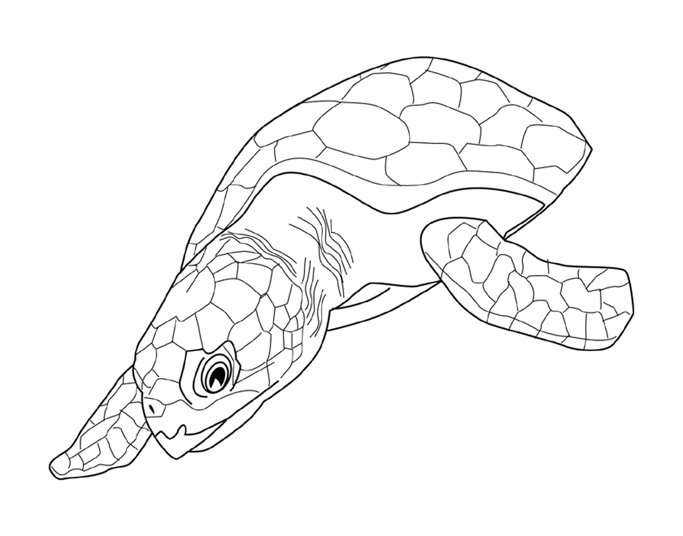 coloriage tortue caouanne