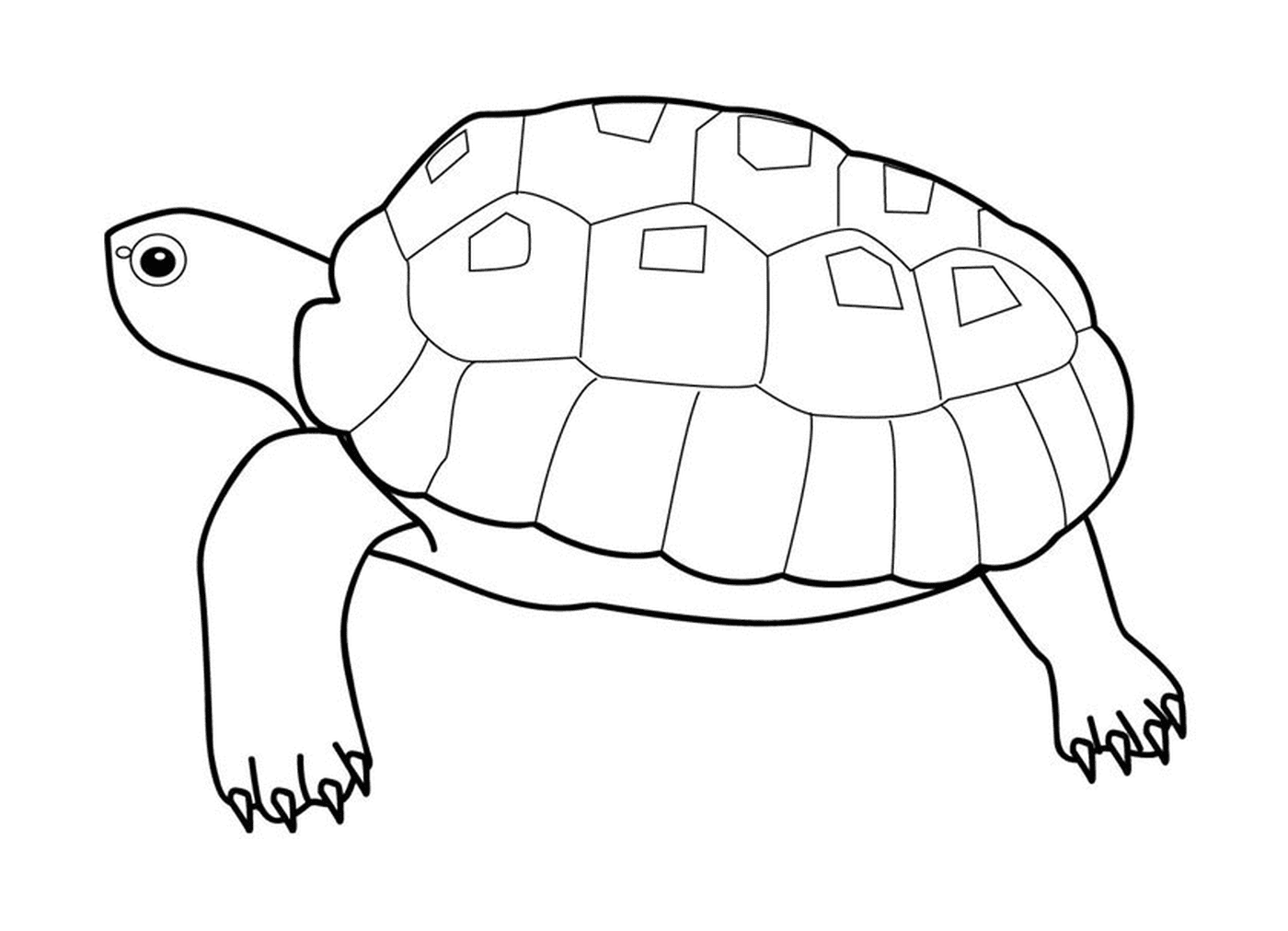 coloriage tortue cheloniidae