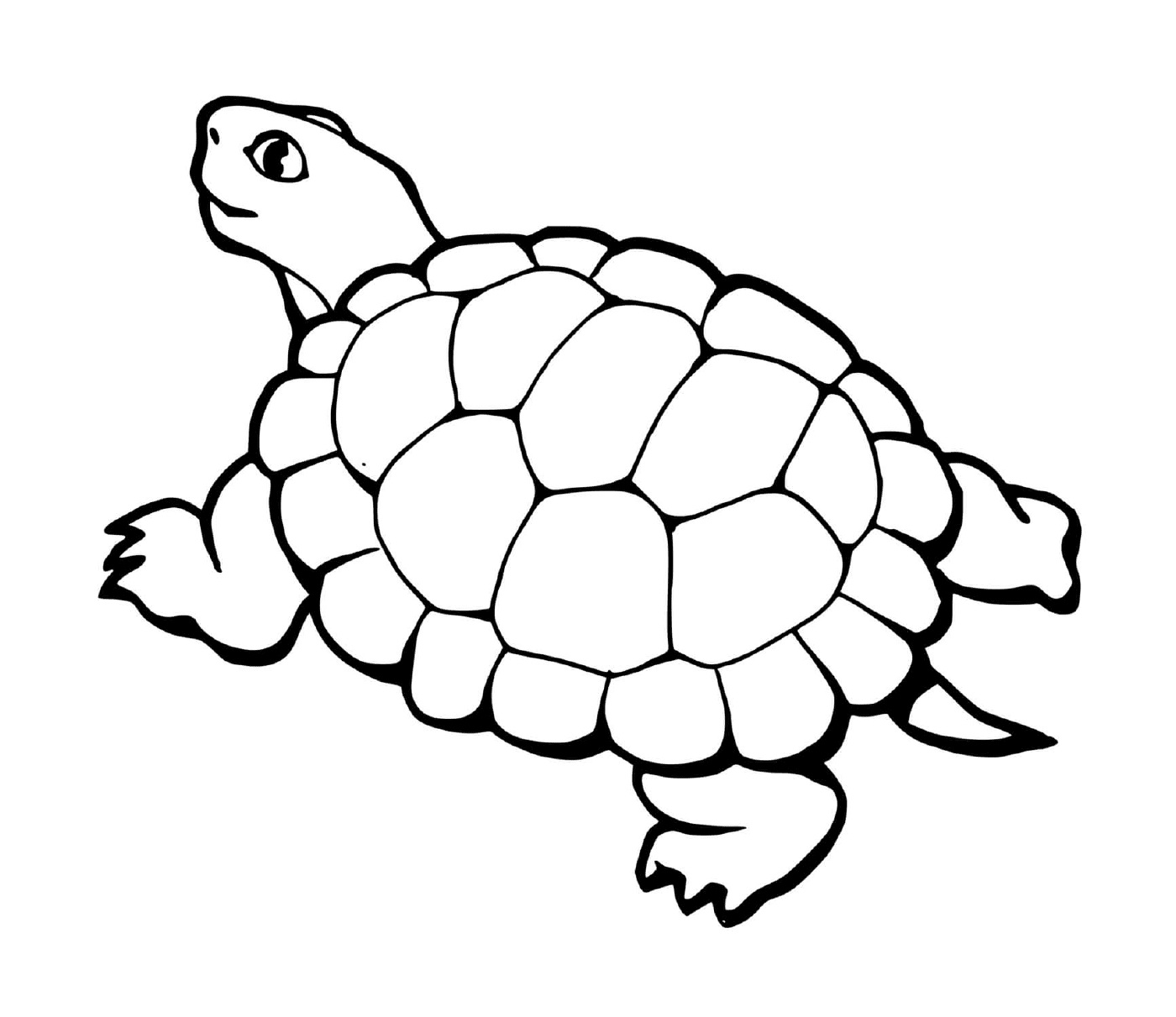 tortue avec queue
