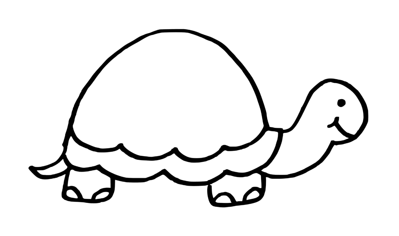 tortue avec une carapace sans dessin