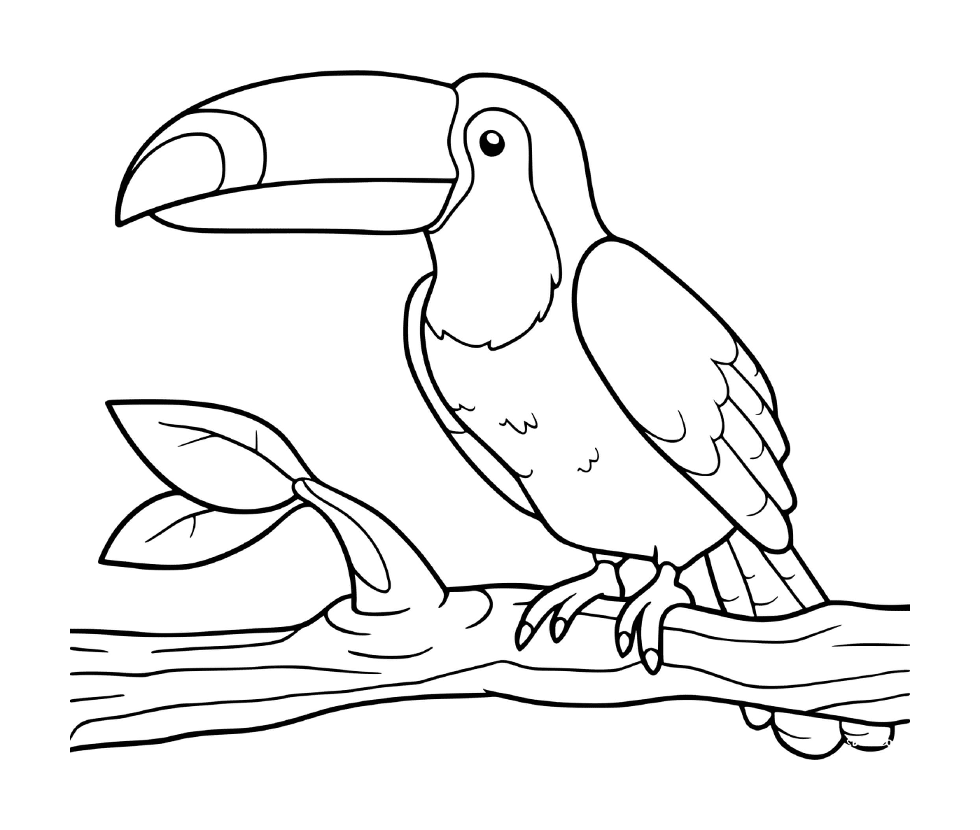 coloriage toucan amerique du sud oiseau