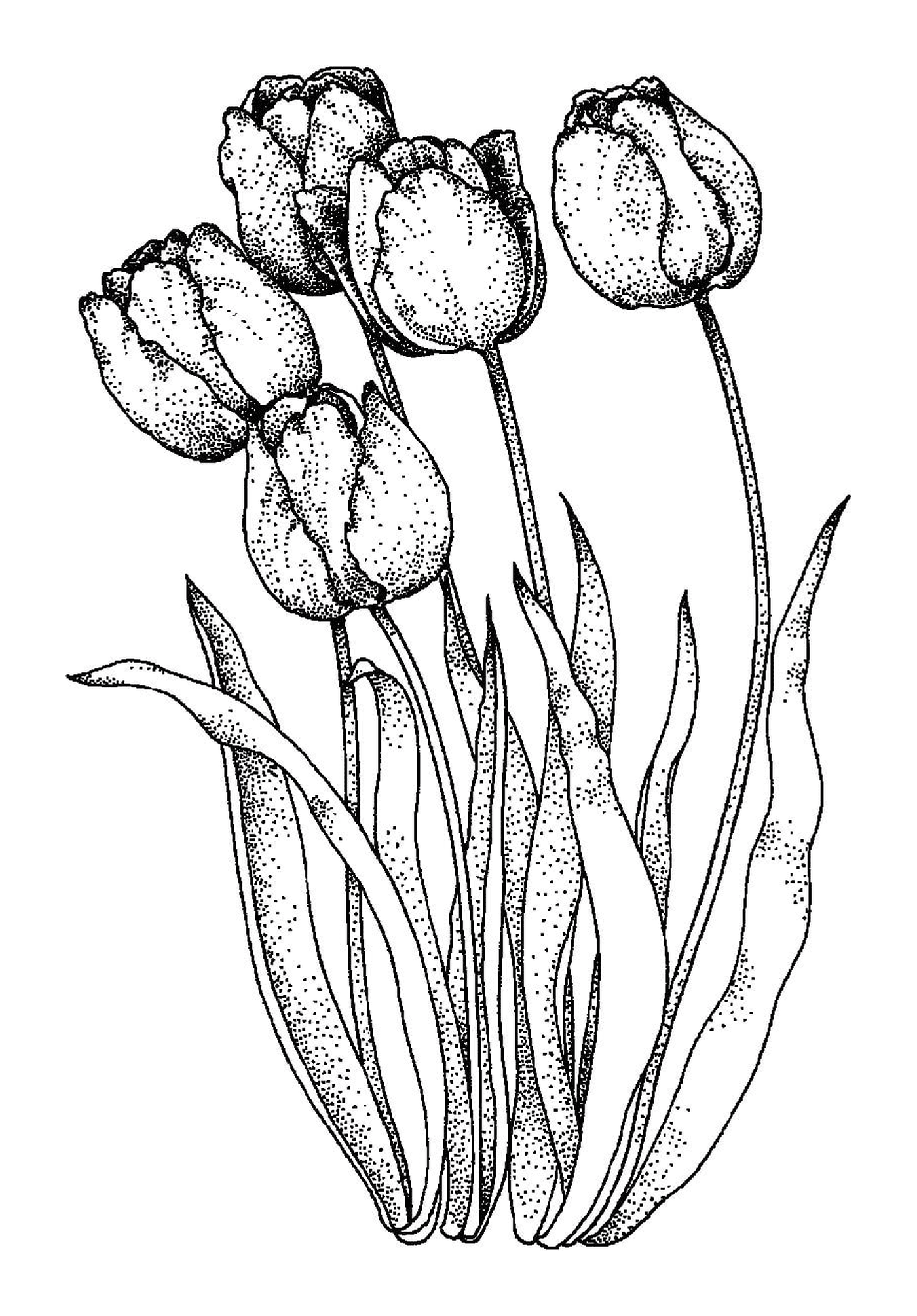coloriage fleurs tulipe turkestanica