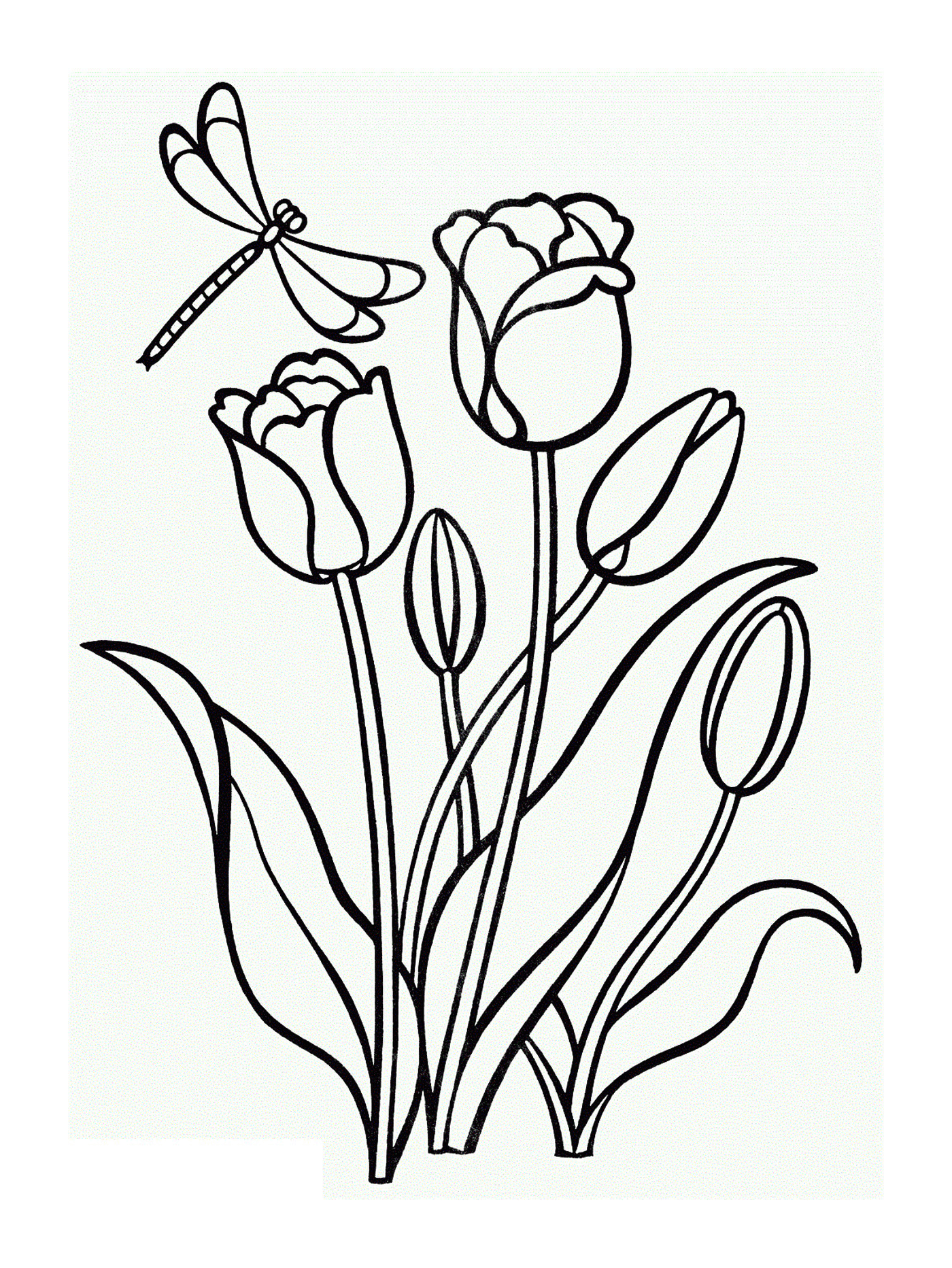 coloriage tulipe fleur clusiana