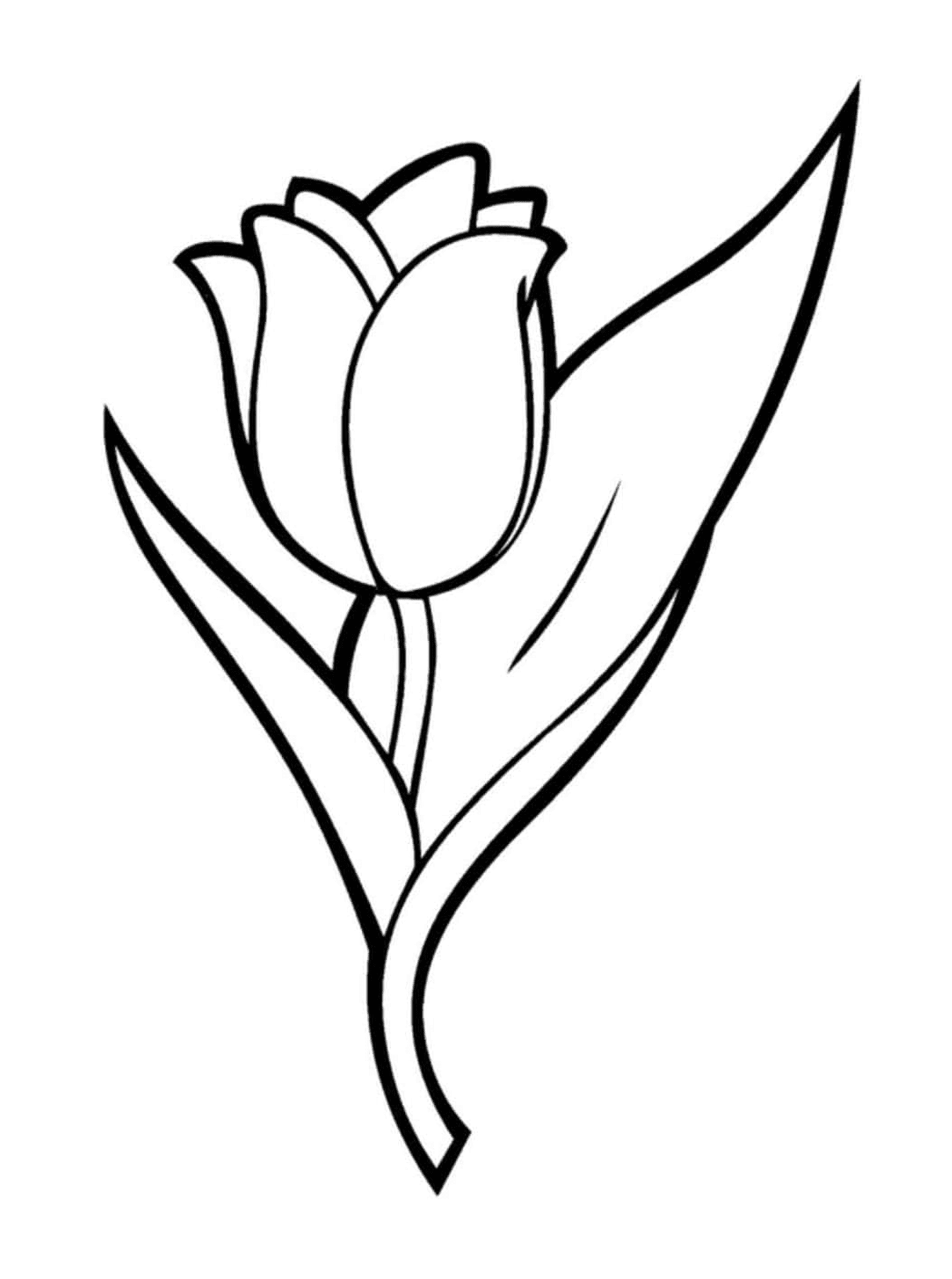 coloriage fleur tulipa suaveolens