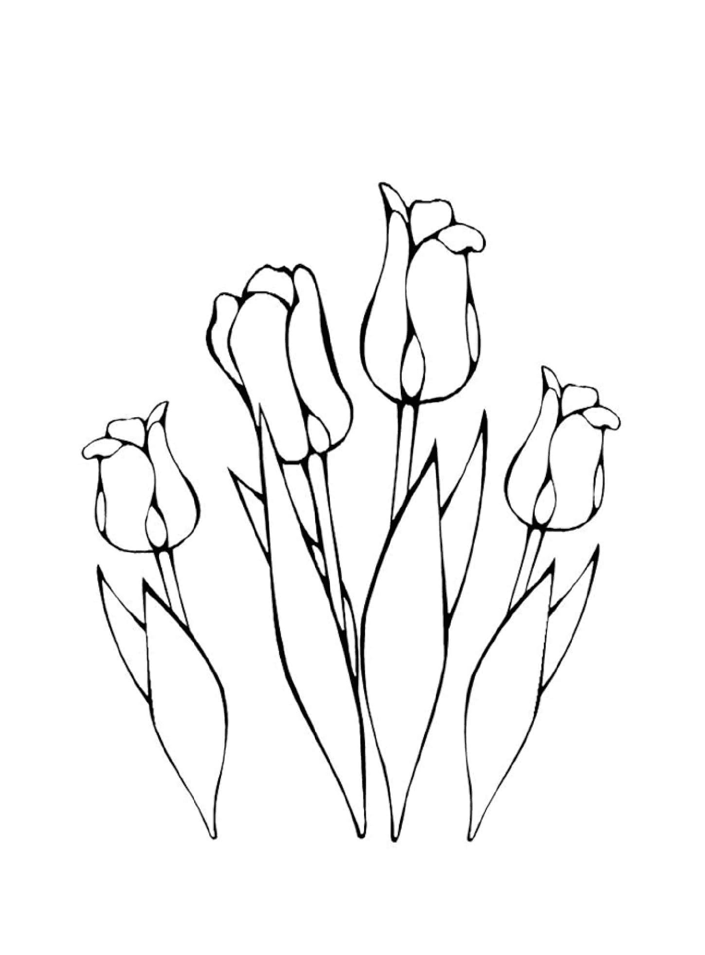 coloriage plusieurs fleurs tulipes greigii