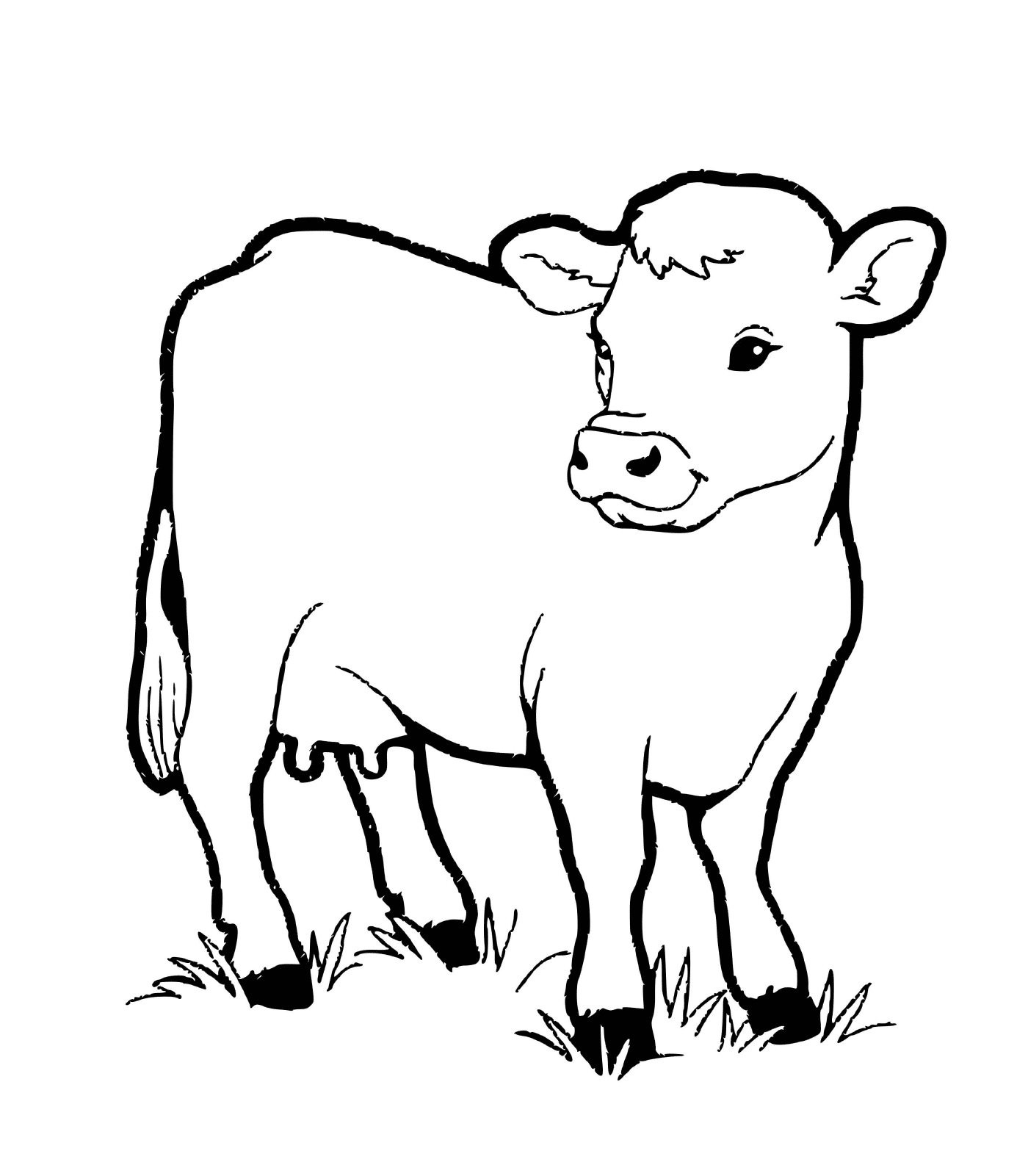 coloriage veau bebe vache