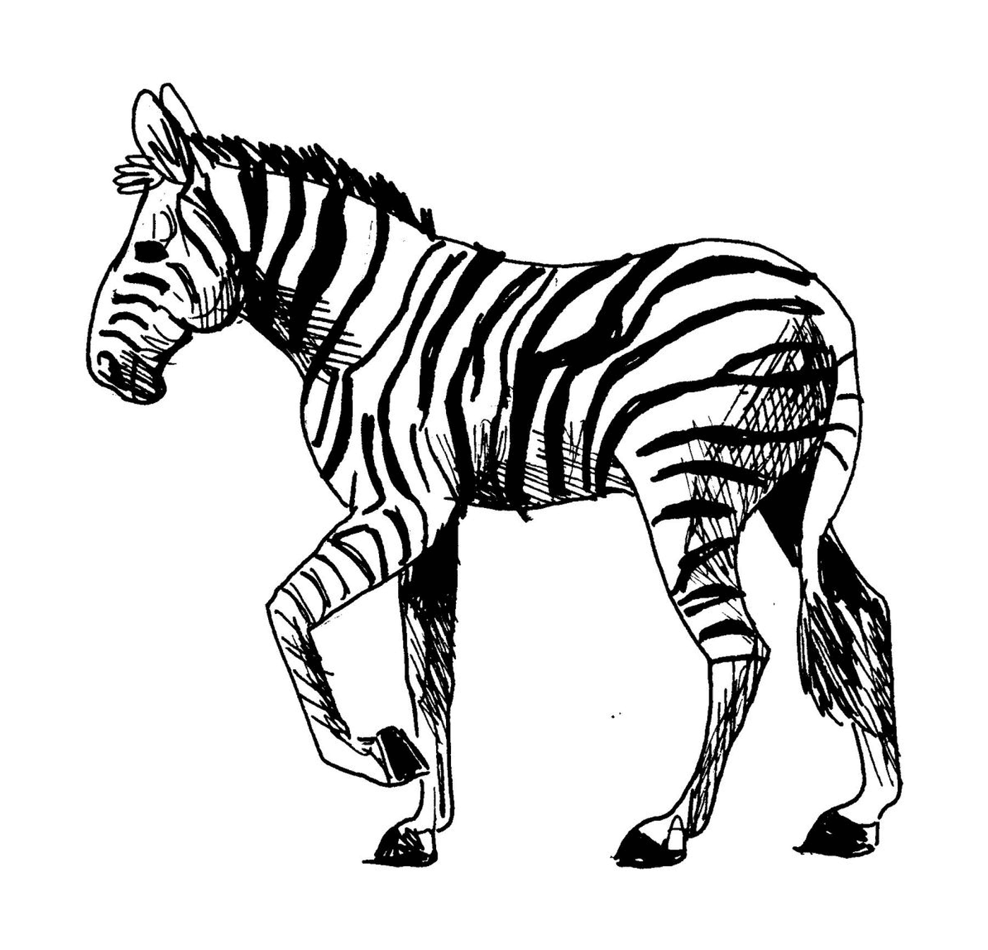 coloriage zebre 22