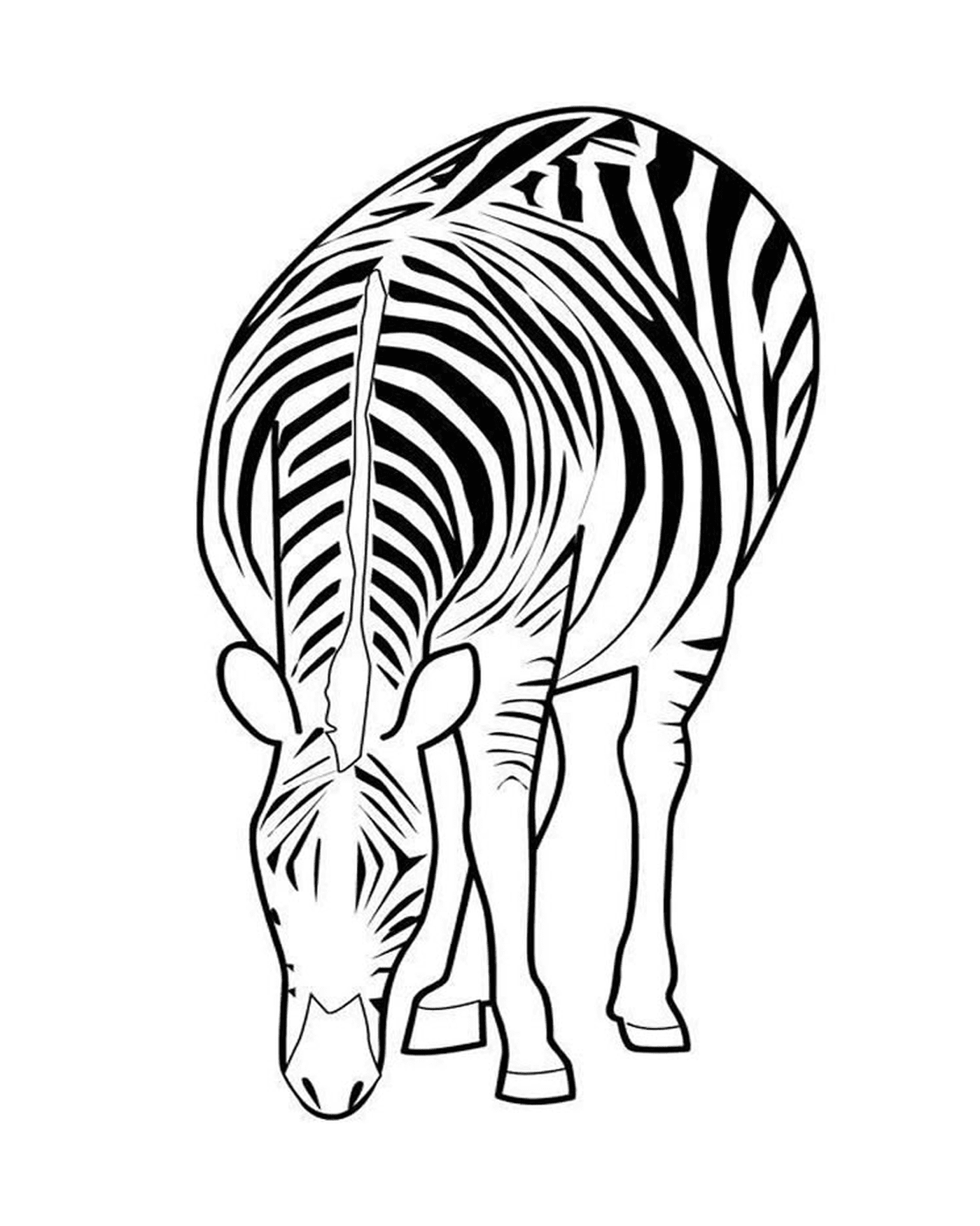 coloriage zebre 30