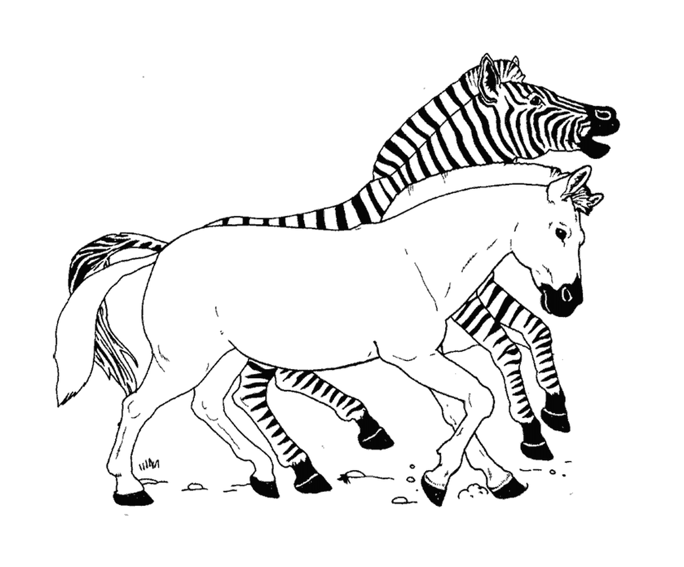 coloriage zebre avec rayure et un zebre sans rayure