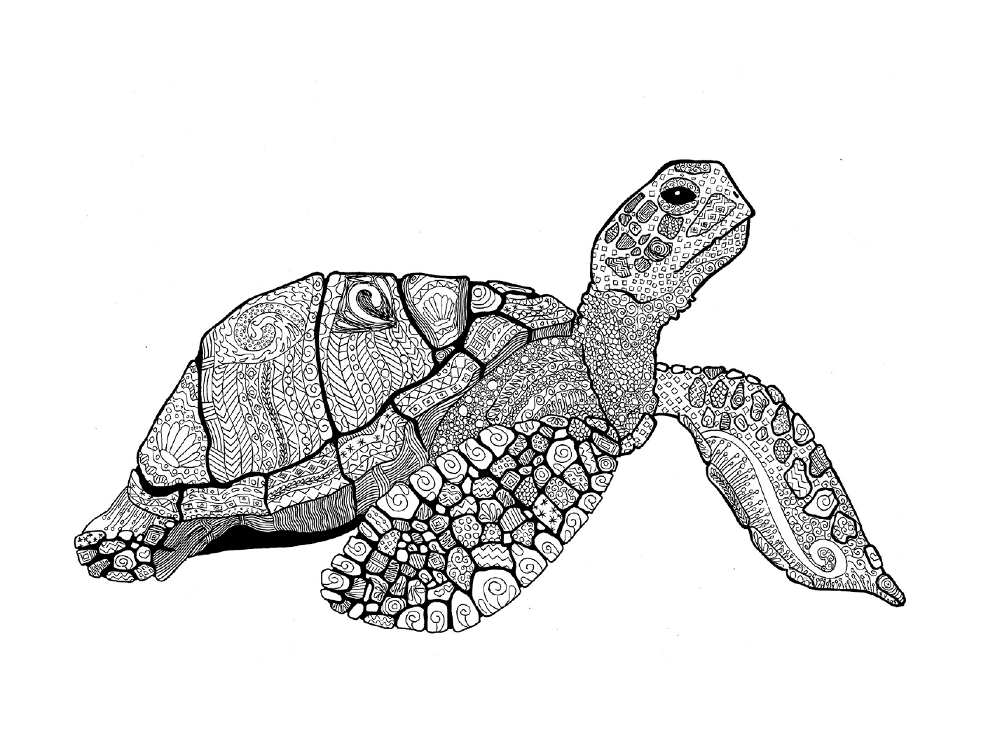 coloriage zentangle turtle adulte