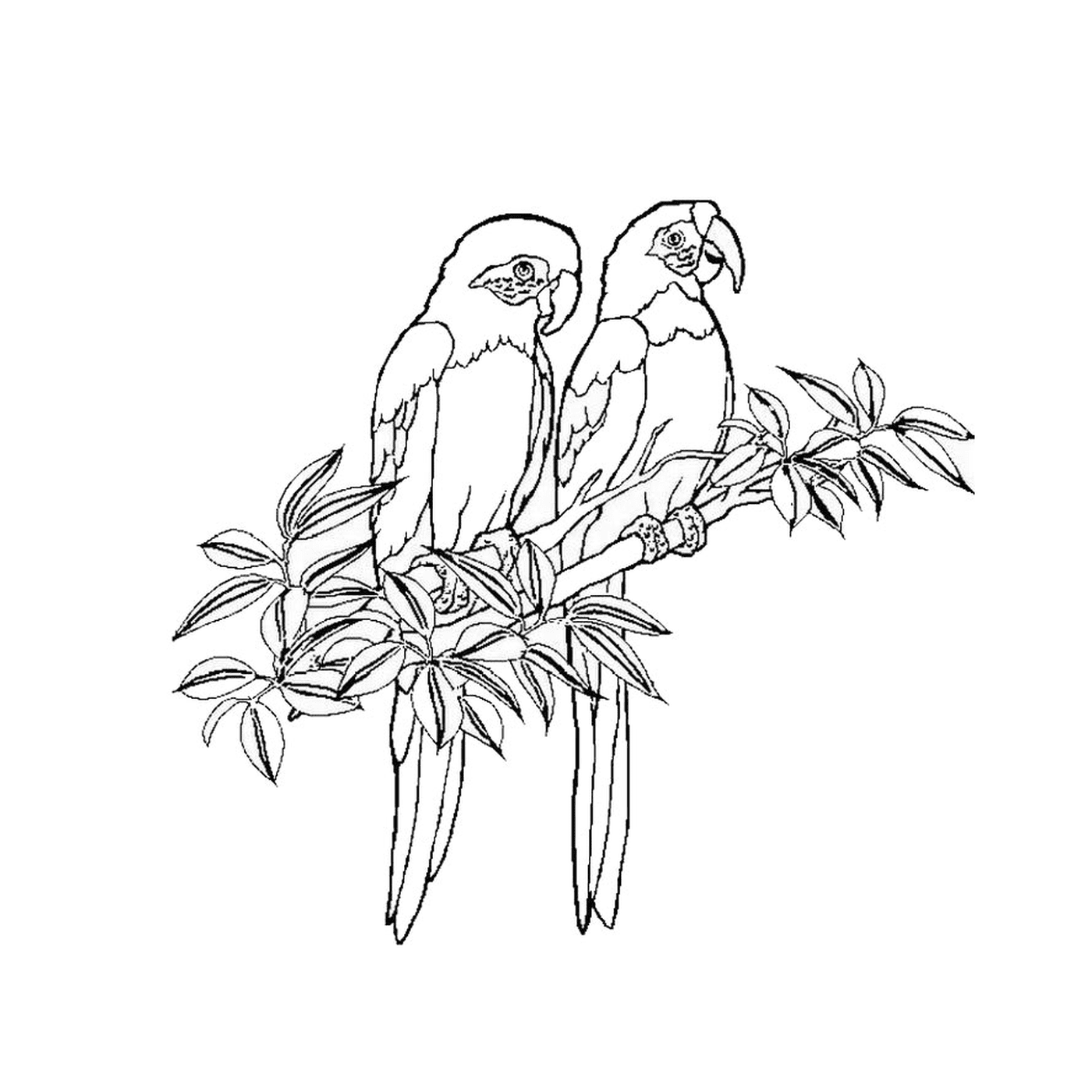   Deux perruches assises sur une branche d'arbre 