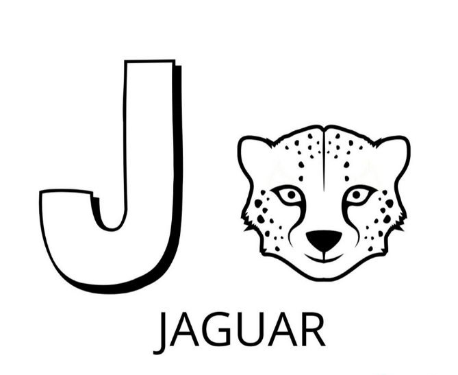   La lettre J est pour jaguar 
