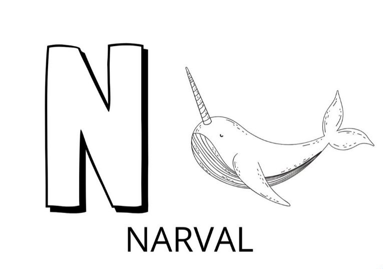   La lettre N est pour narval 