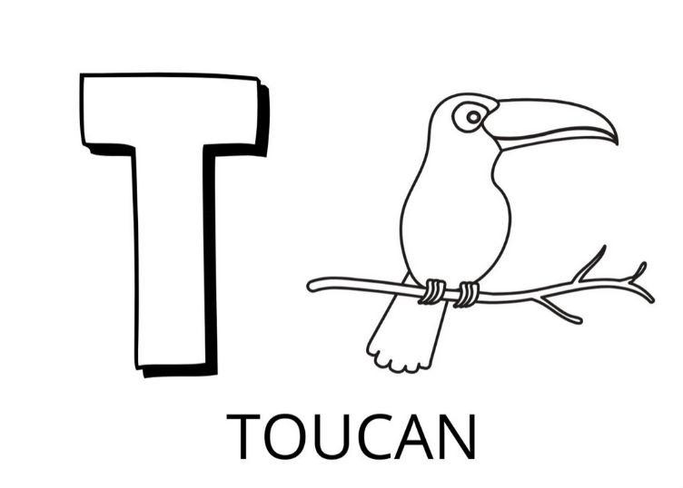   La lettre T est pour toucan 