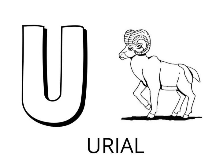   La lettre U est pour urial 