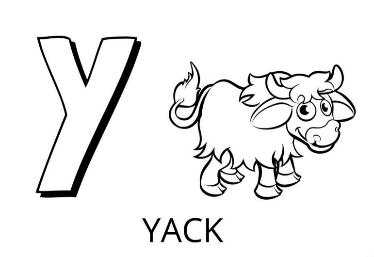   La lettre Y est pour yack 