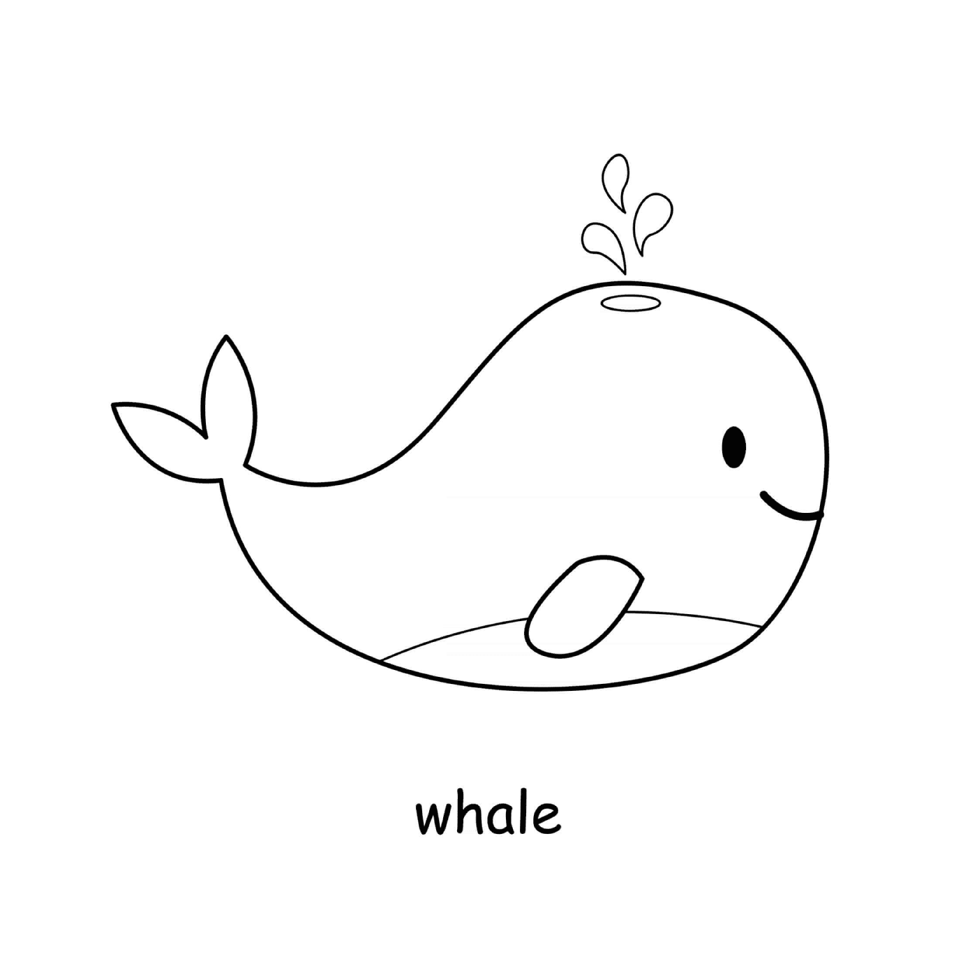   Baleine mammifère marin 