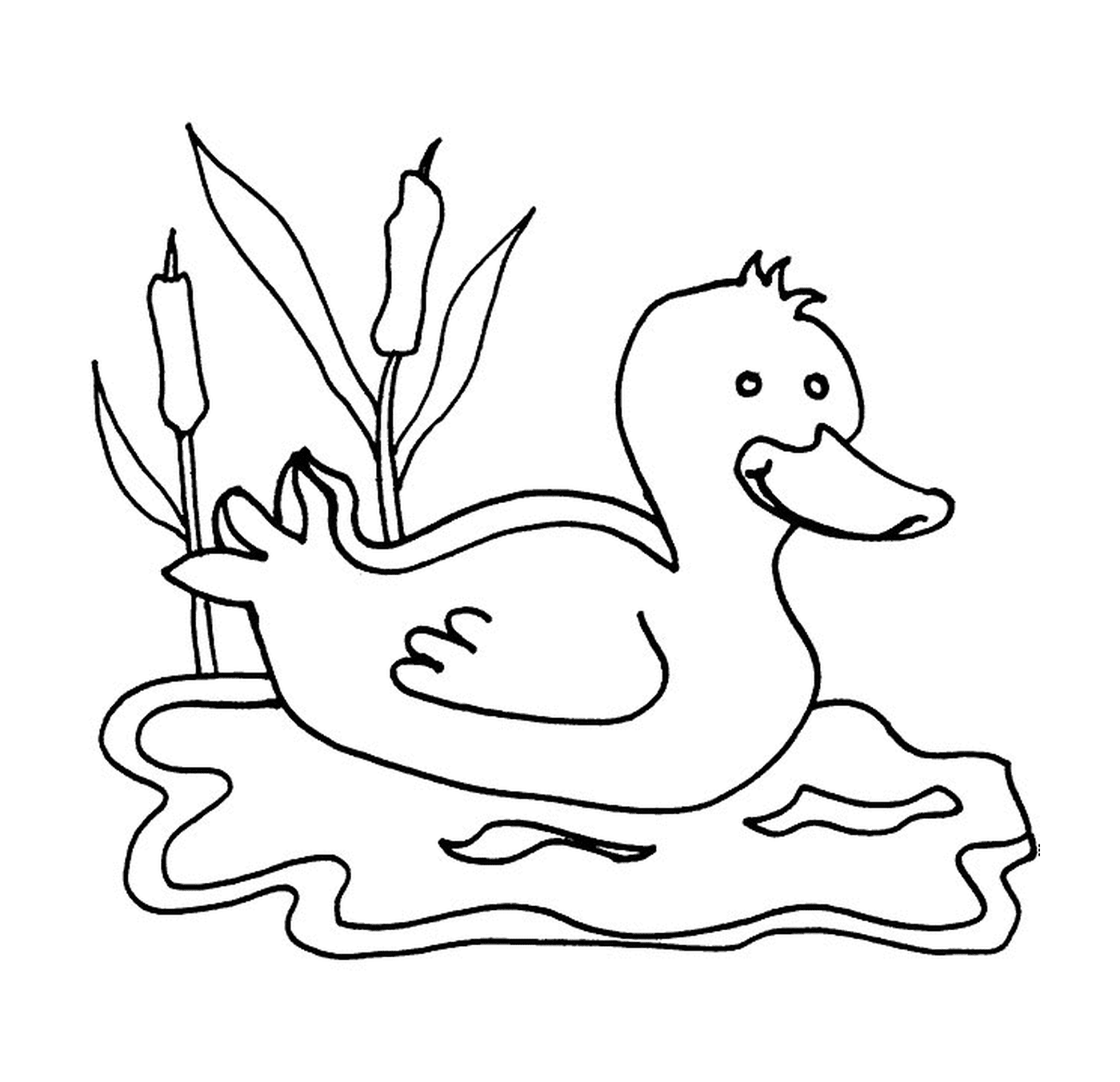   Un canard sur l'eau 
