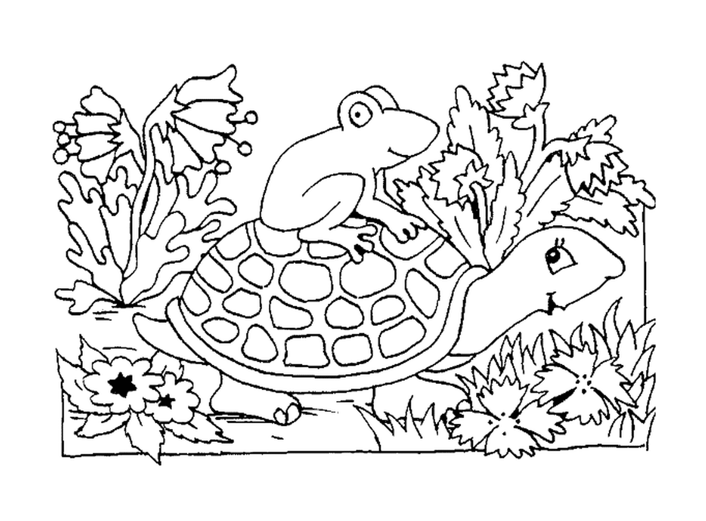   Une grenouille assise sur une carapace de tortue 