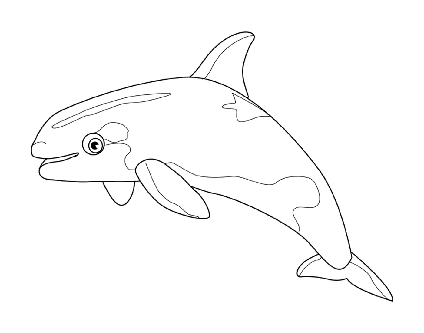   Un dauphin 