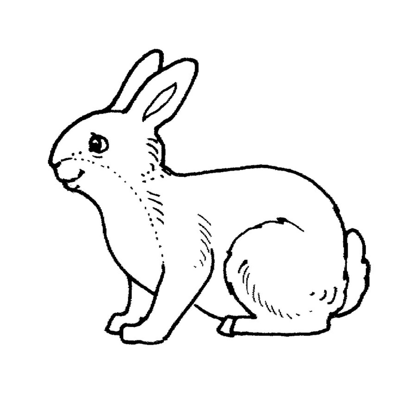   Un lapin 