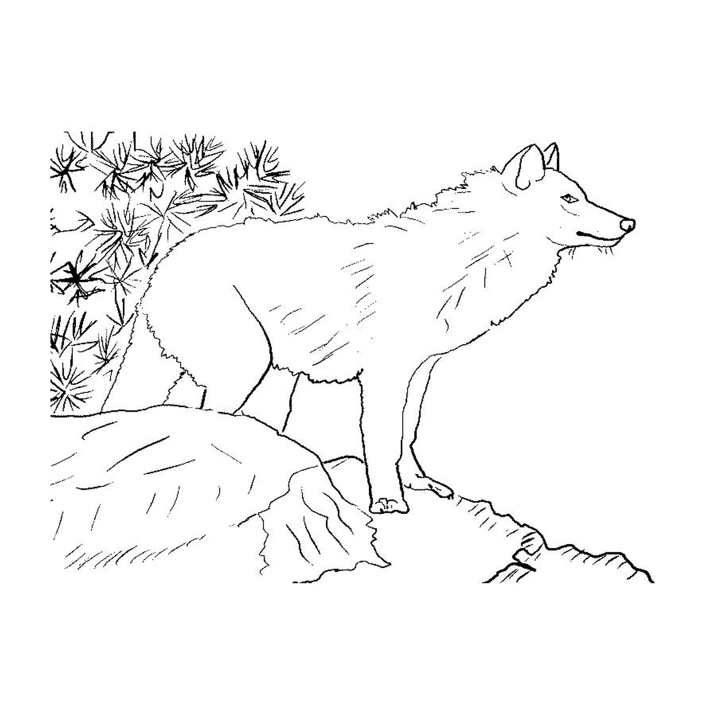  Un loup debout sur une colline 