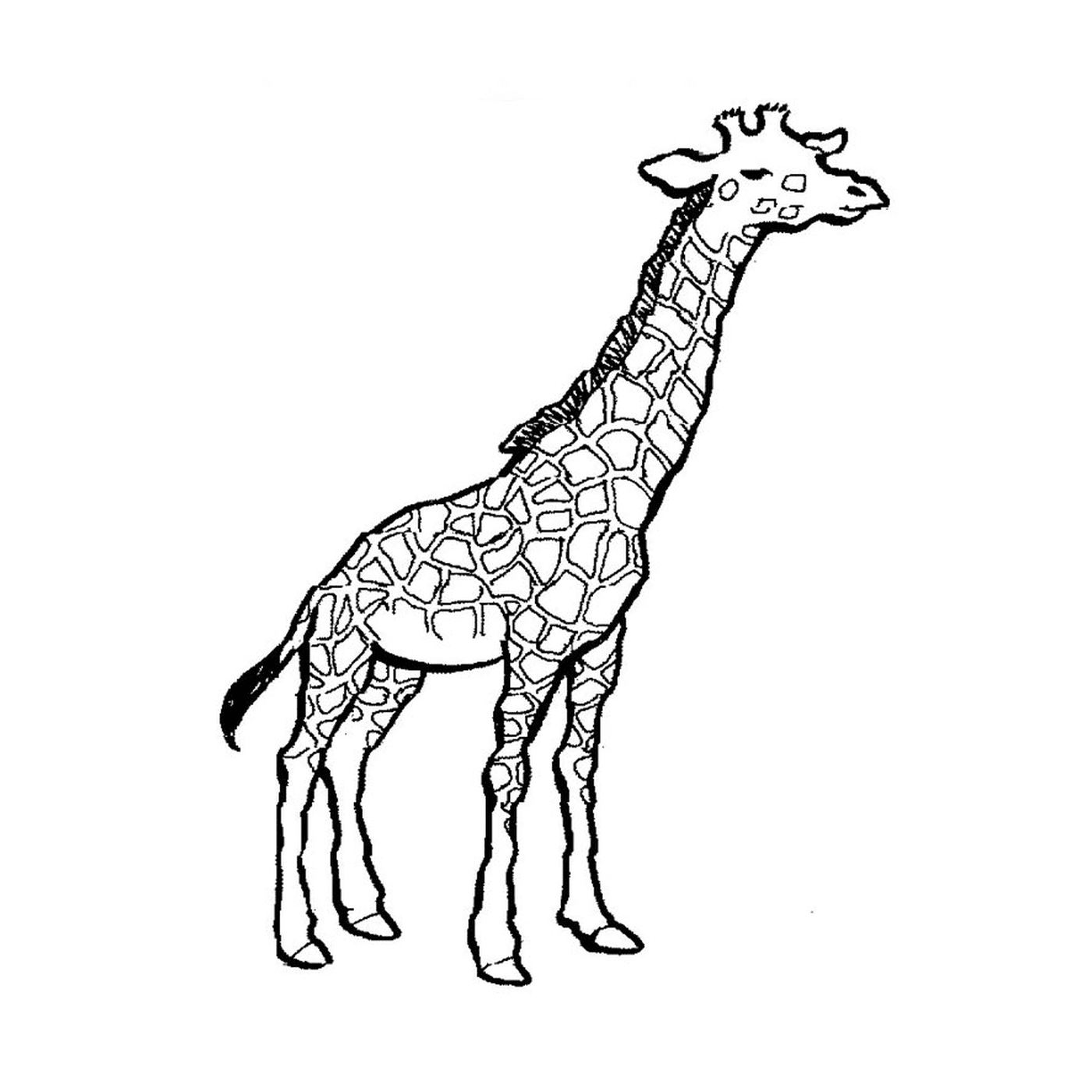   Une girafe 