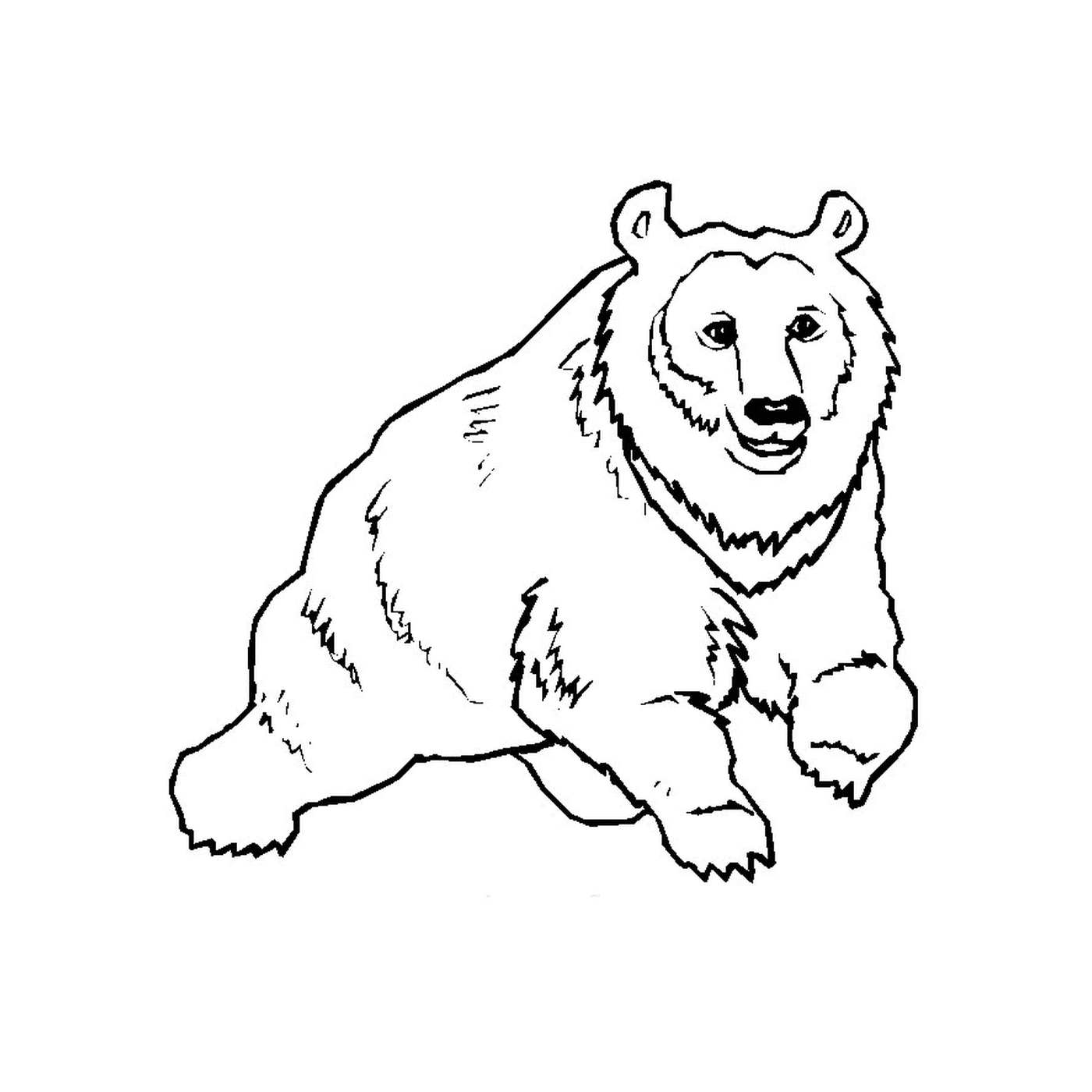   Un ours 