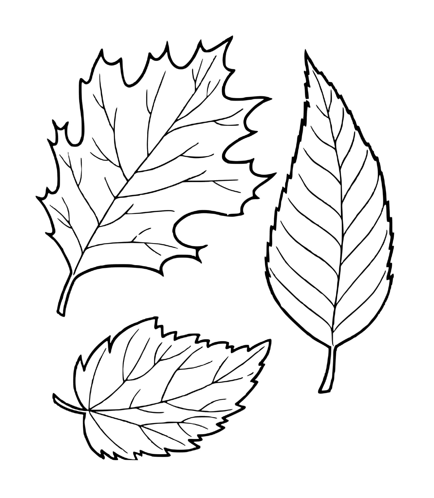   Trois feuilles d'automne dessinées 
