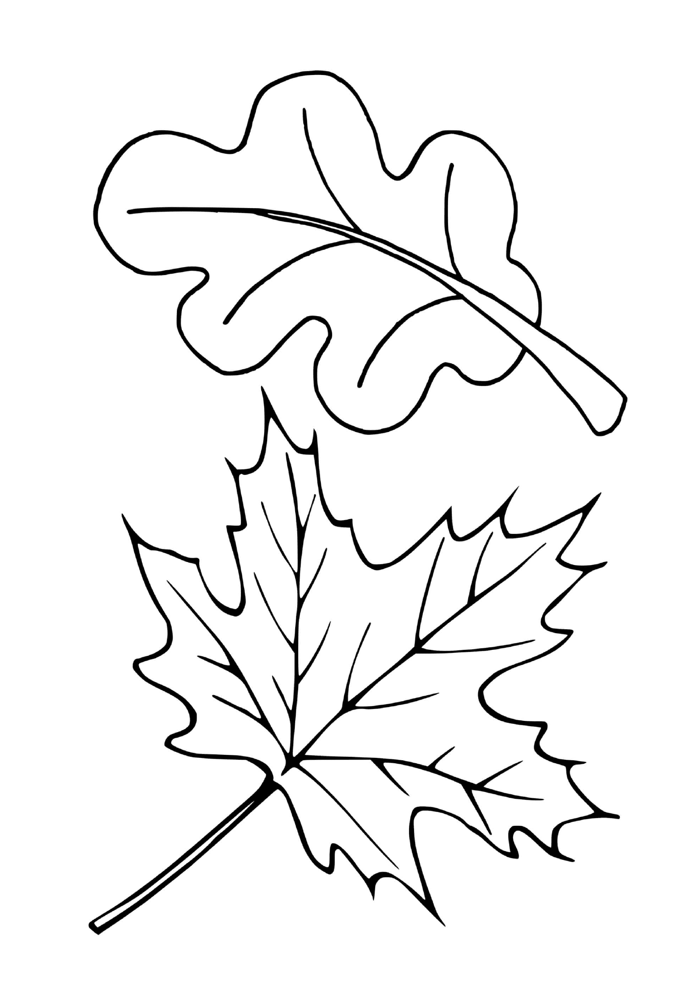   Deux feuilles différentes d'arbres (érable, chêne) 