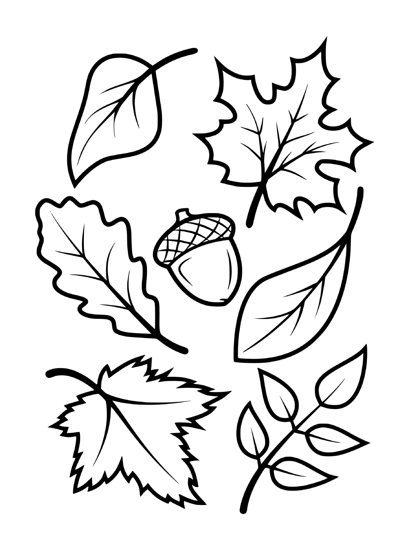   Feuilles et glands d'arbres d'automne (érable, hêtre, chêne) 