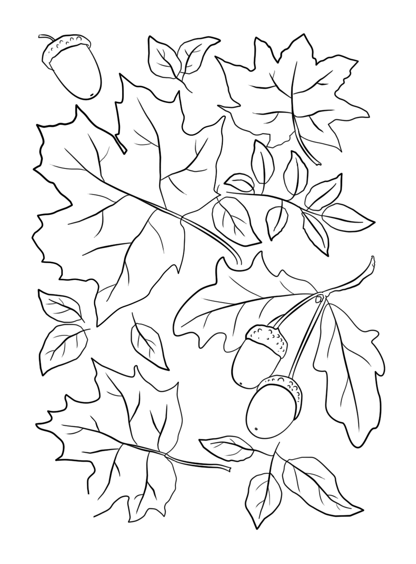   Feuilles et glands sur un arbre d'automne 