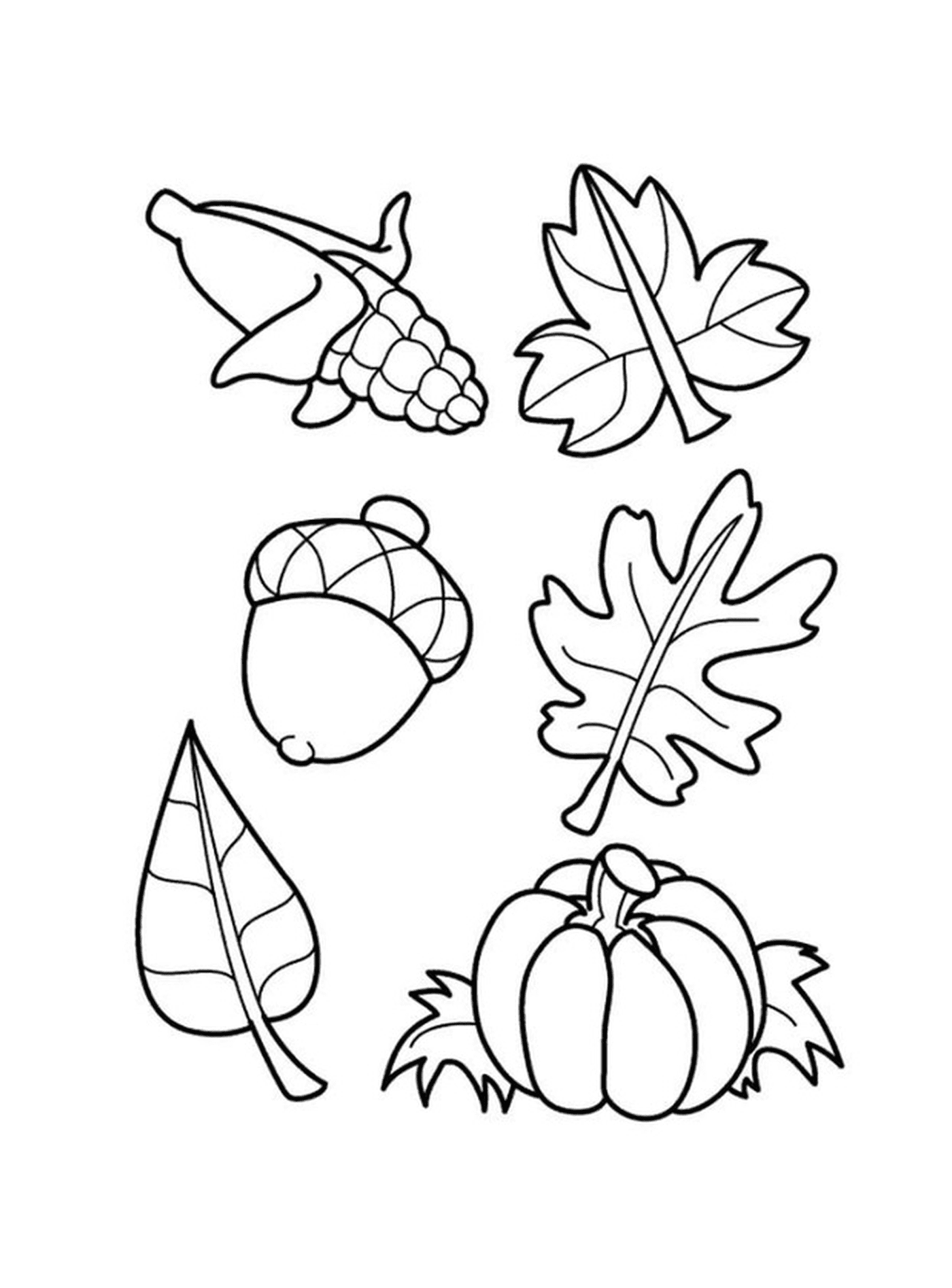   Différents types de feuilles 
