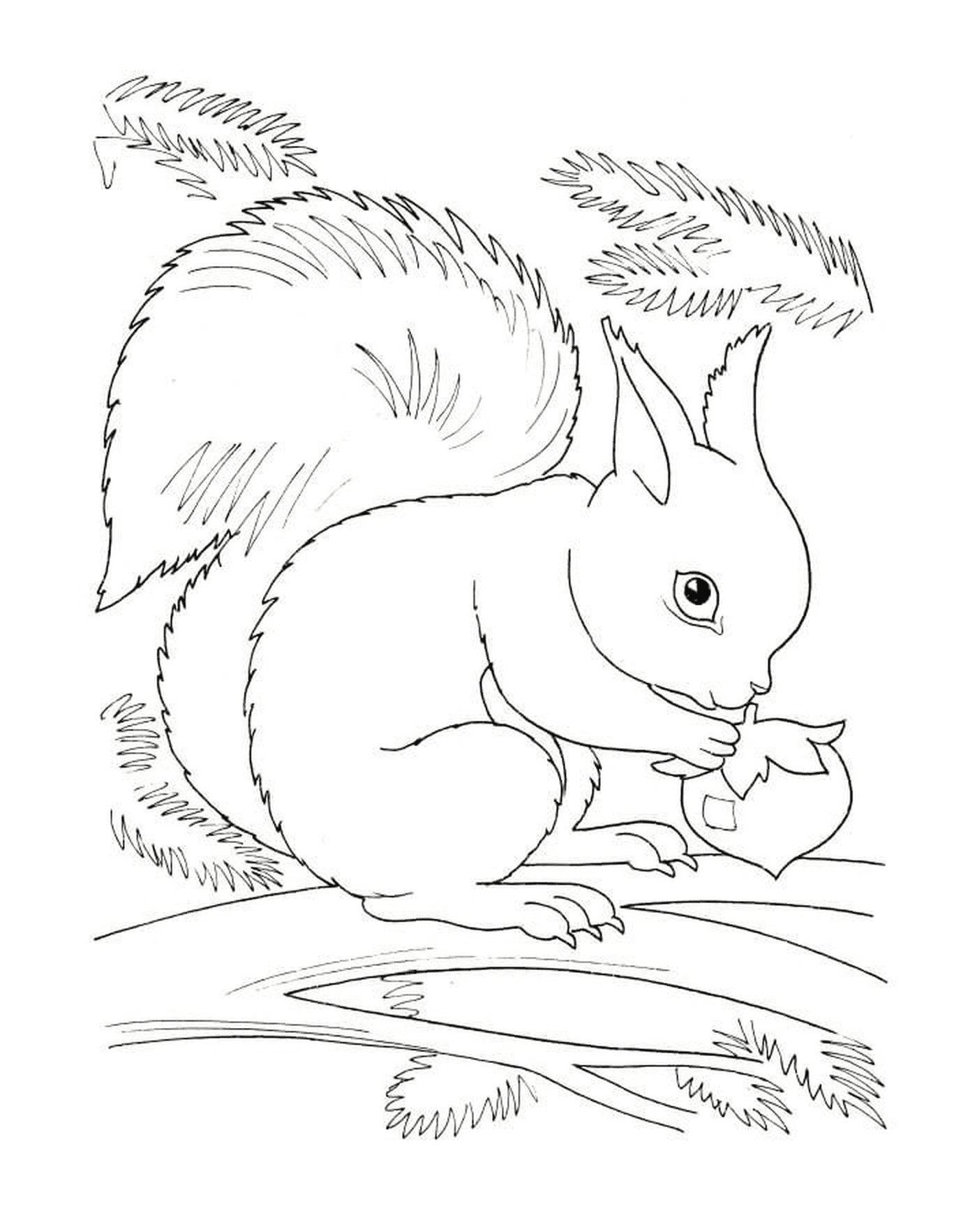  Un écureuil en train de manger une noisette 