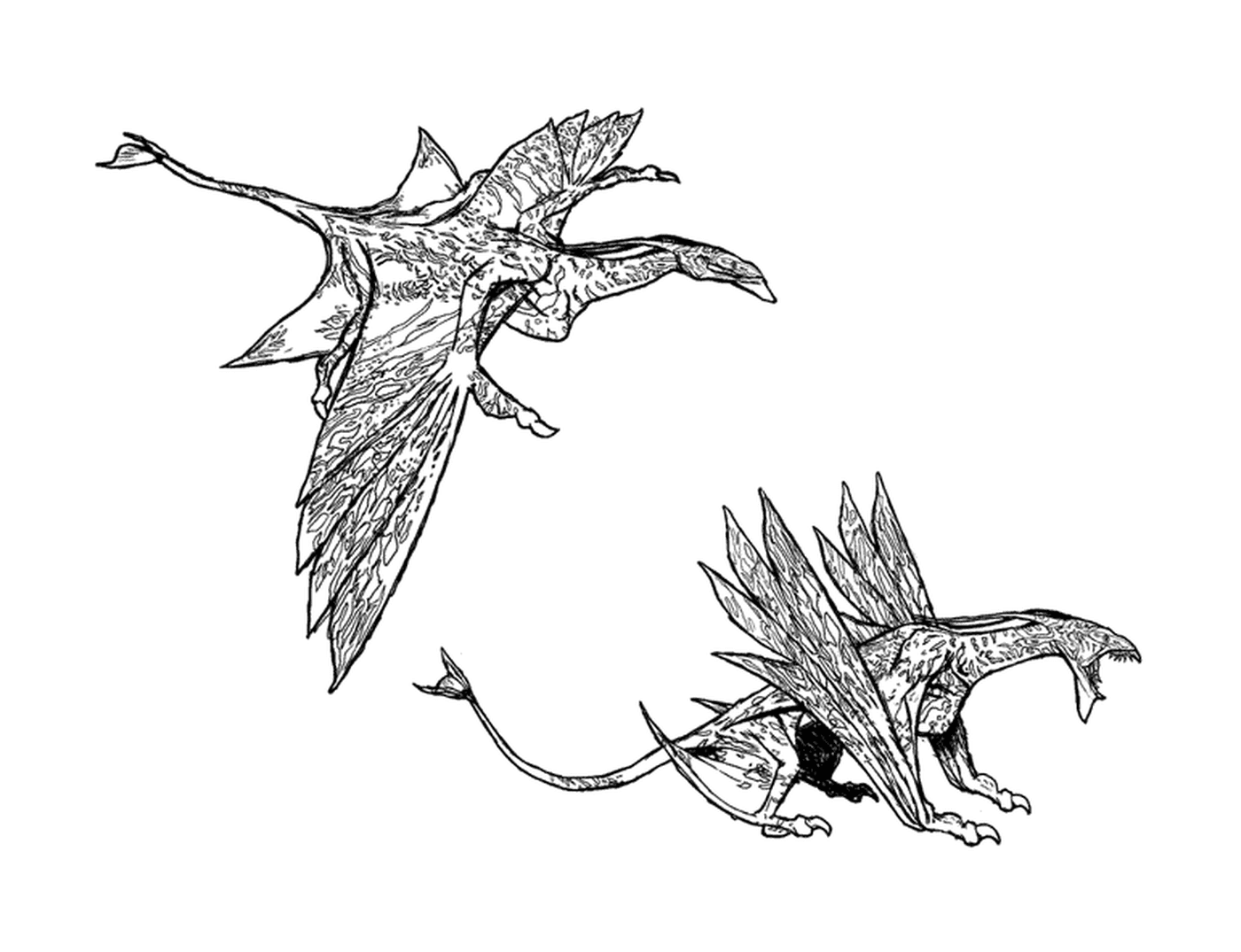   Deux dessins d'un dragon aux ailes déployées 