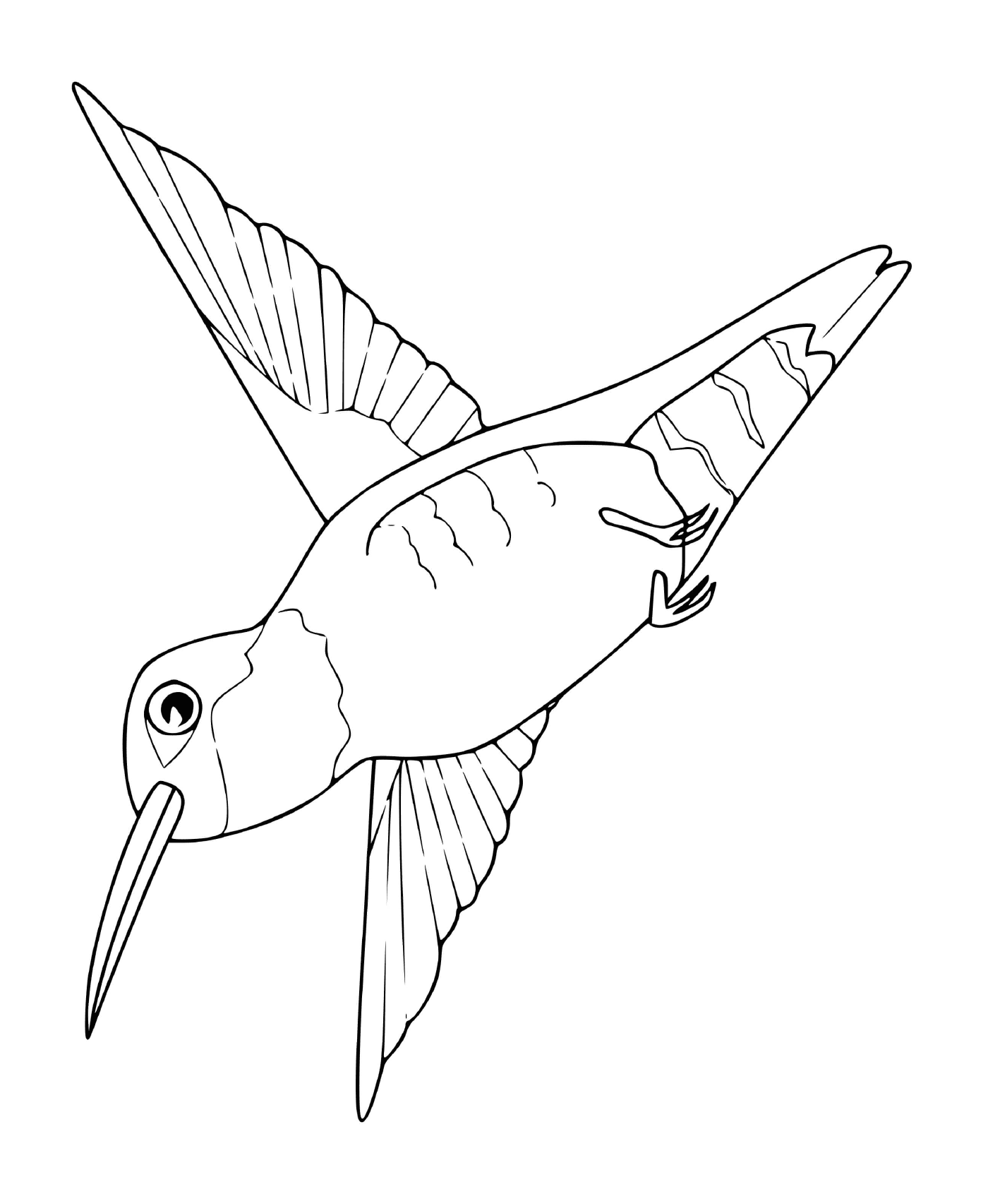   colibri 