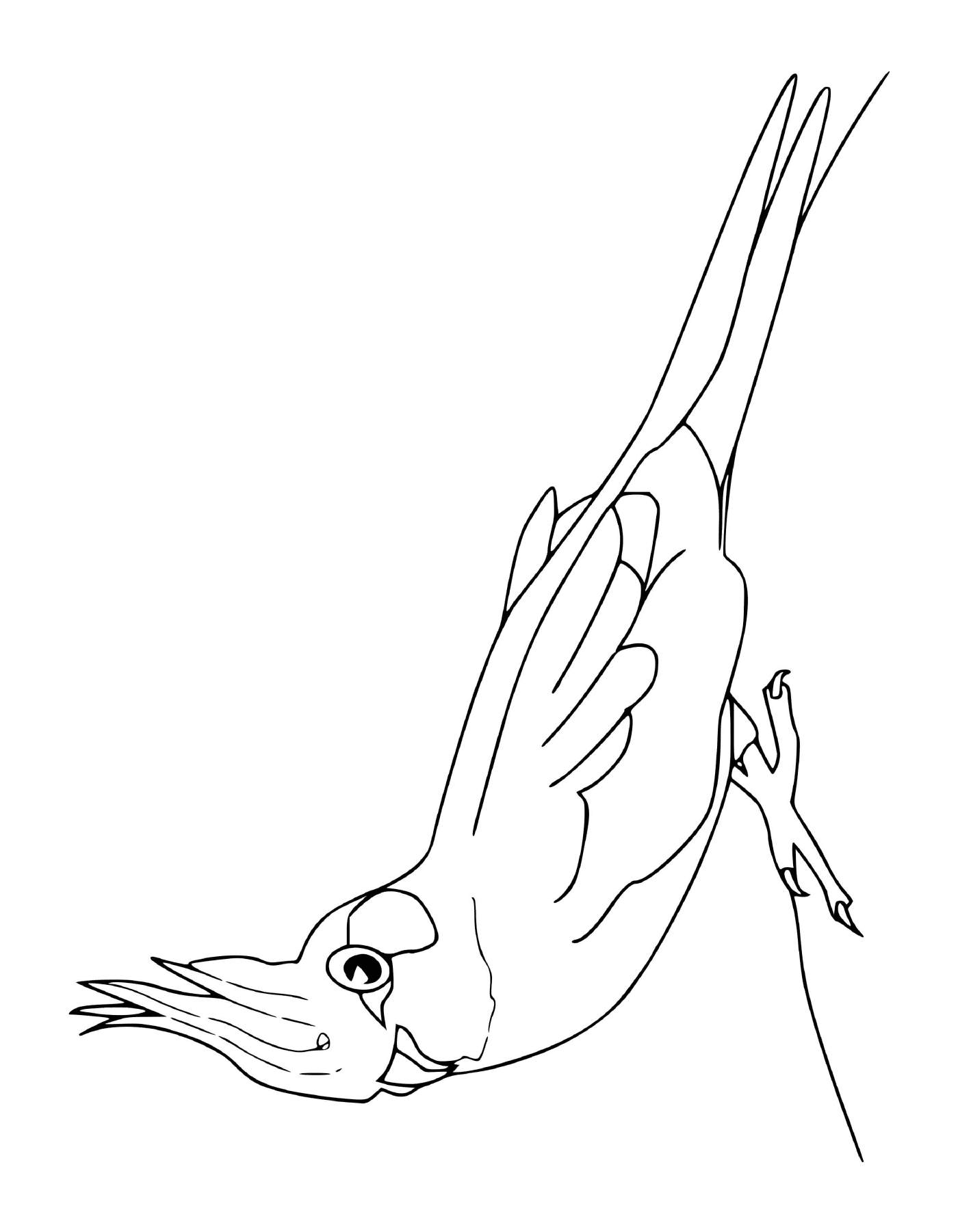   oiseau étendant ses ailes 