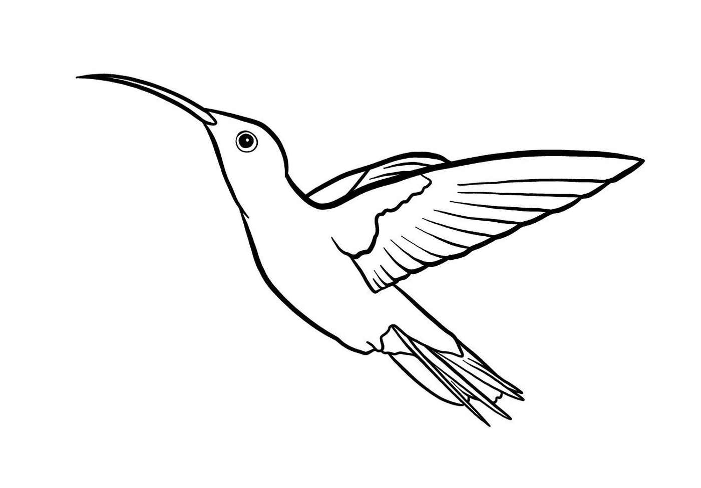   colibri de petite taille 