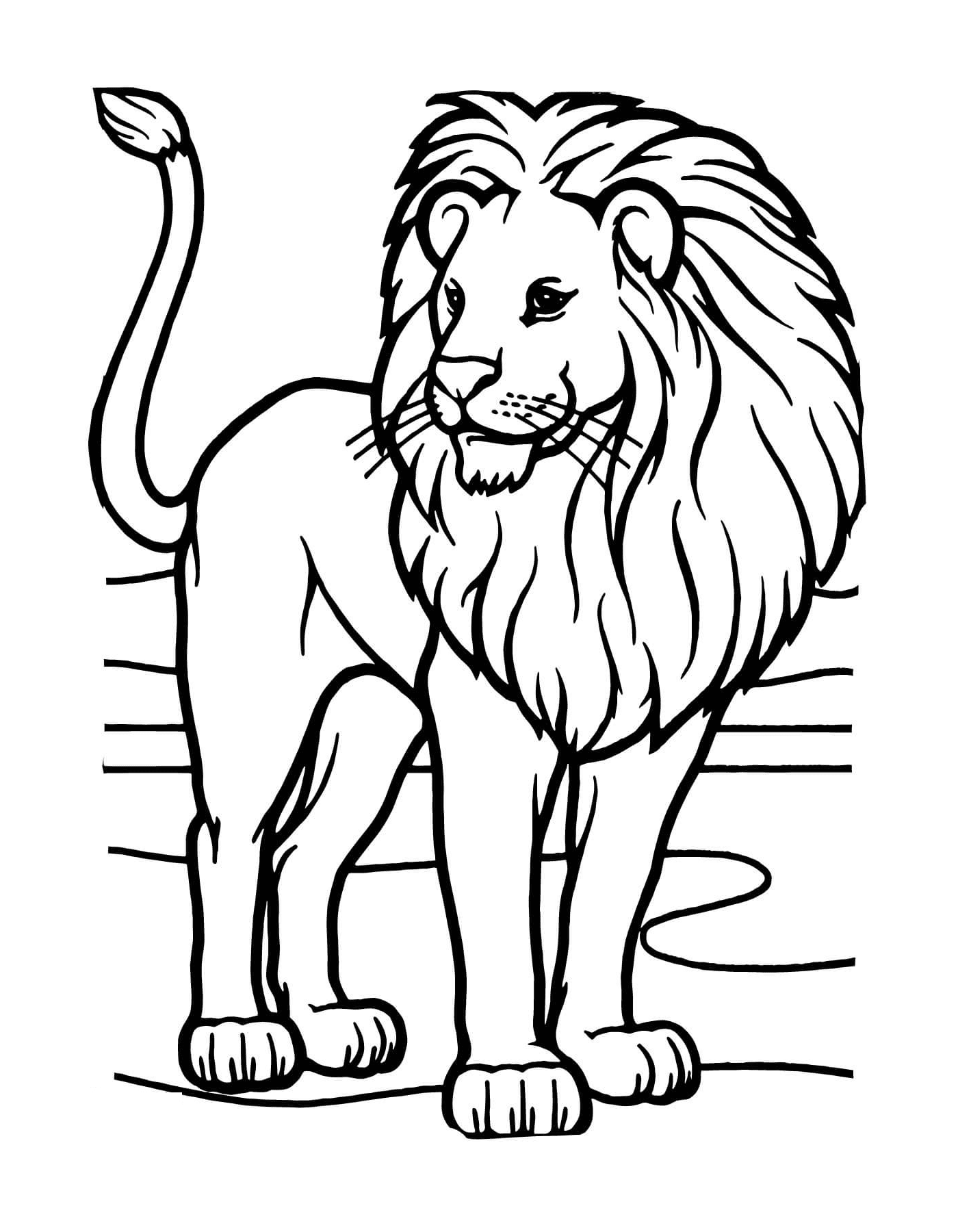   Lion sauvage d'Afrique 