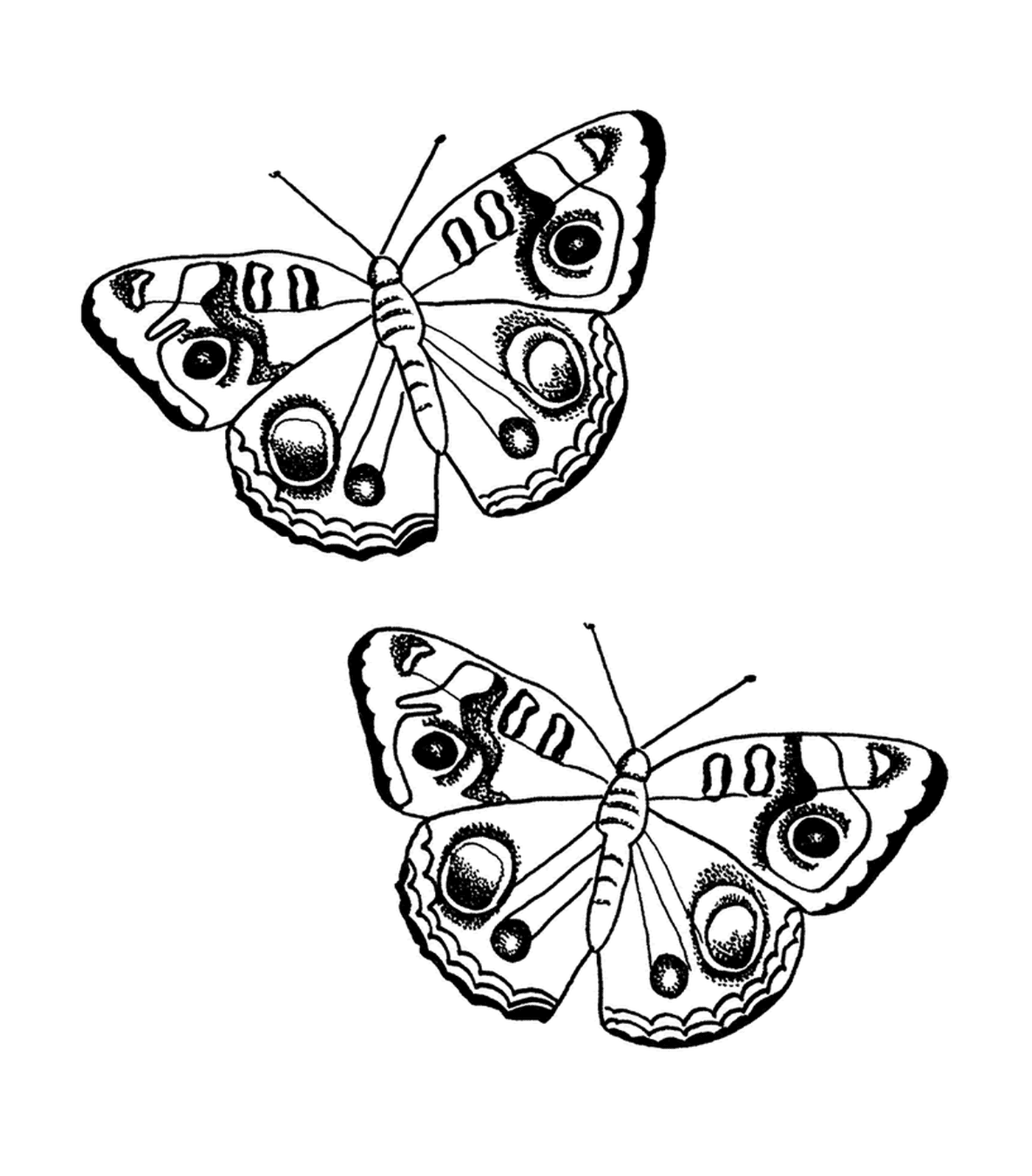   papillon noir et blanc 