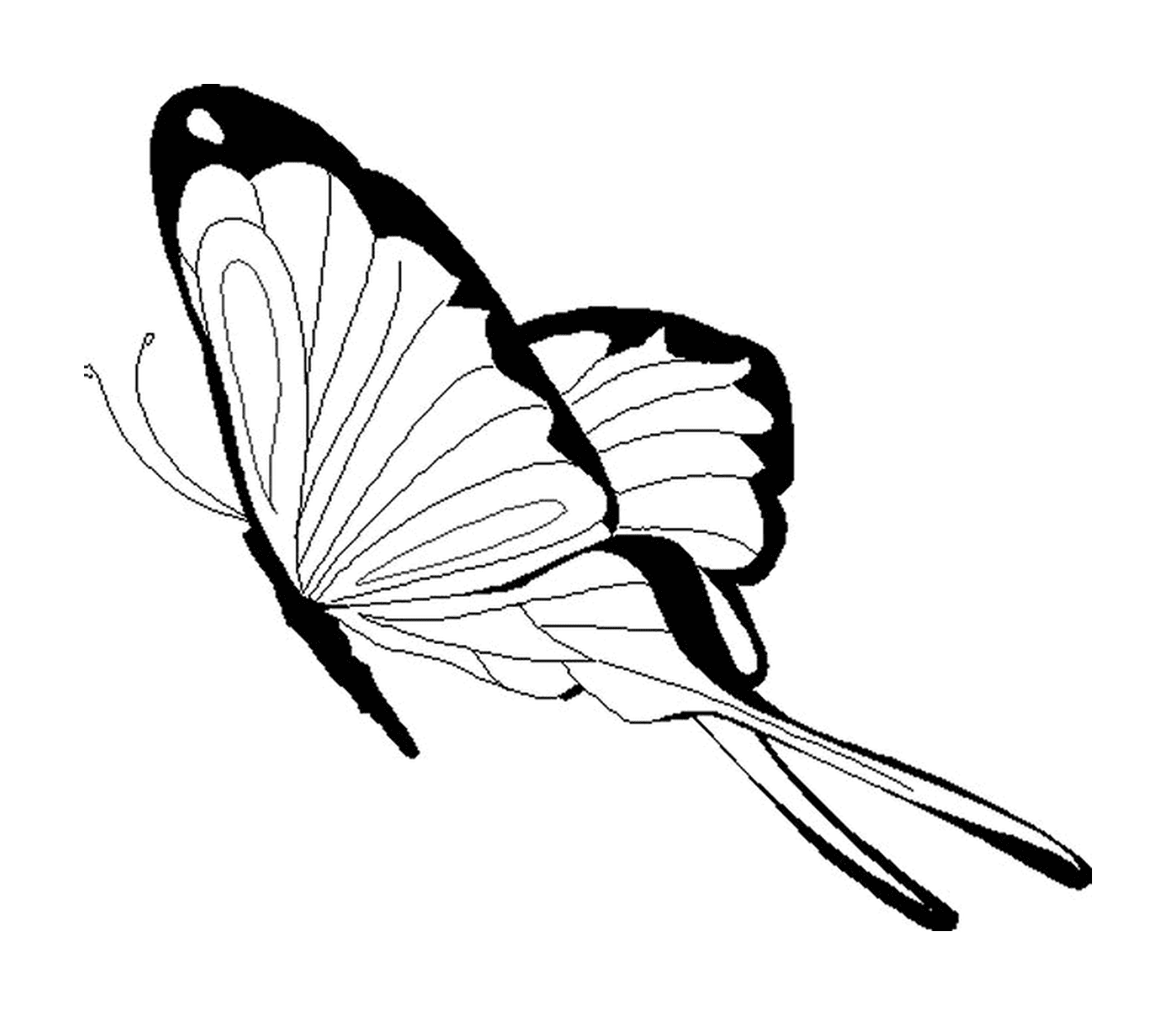   papillon avec ailes déployées 