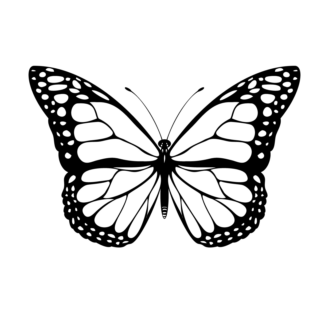   papillon aux ailes délicates 