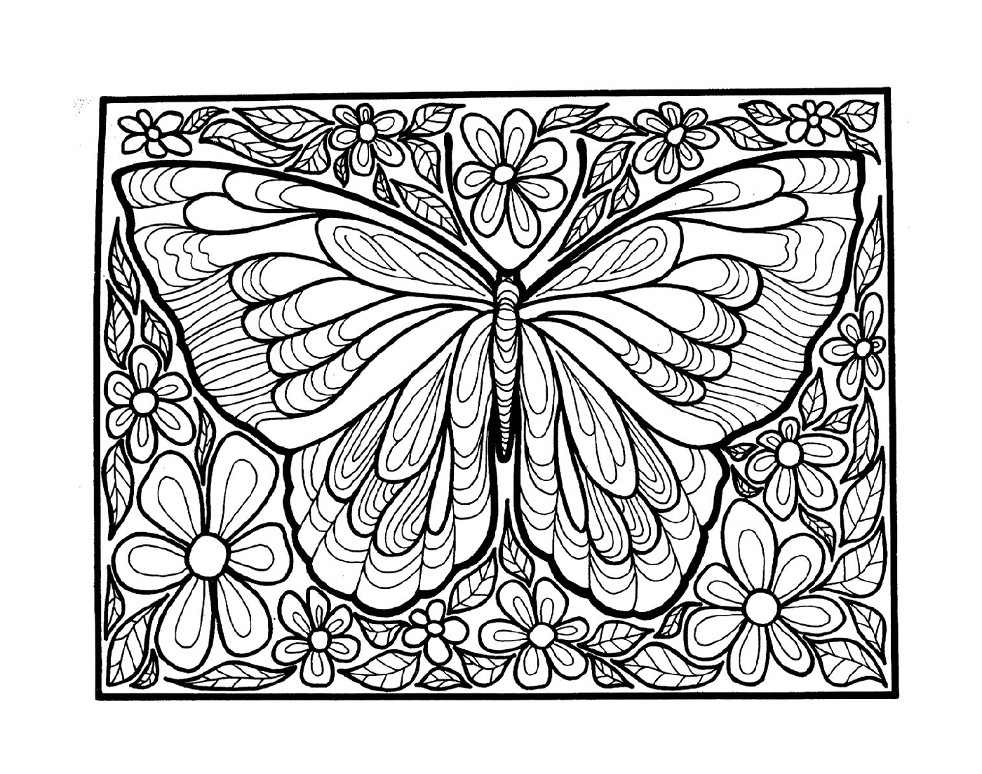   papillon adulte aux ailes 