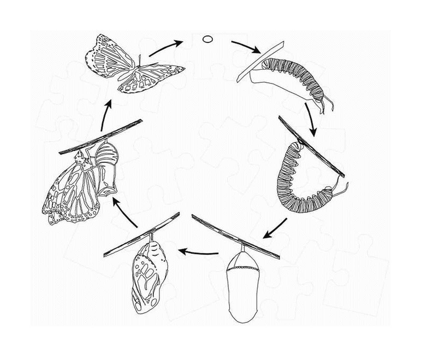   cycle de vie papillon 